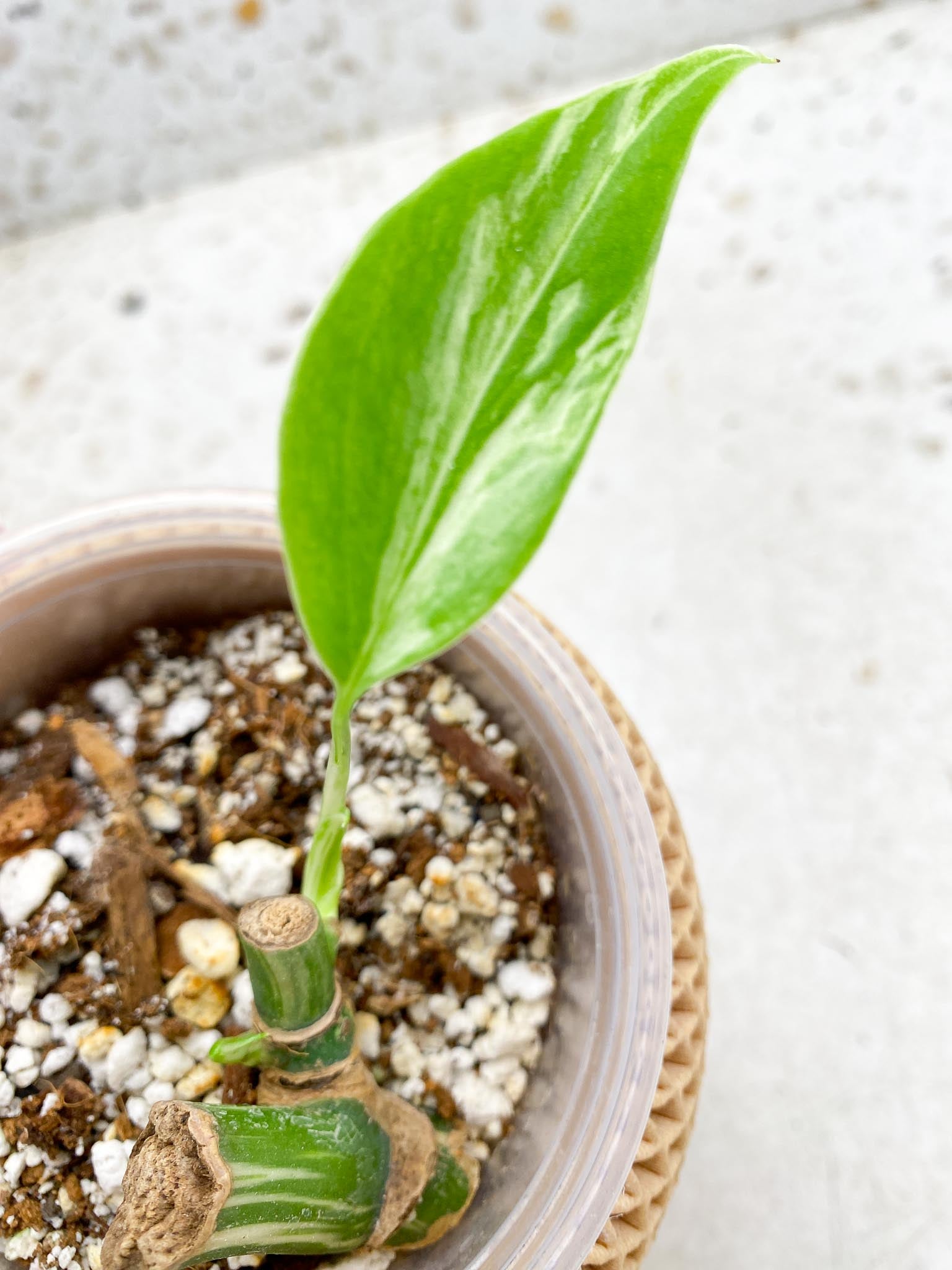 *Monstera albo Japanese White Tiger 1 Leaf 2 Nodes 1 Sprout Rooting