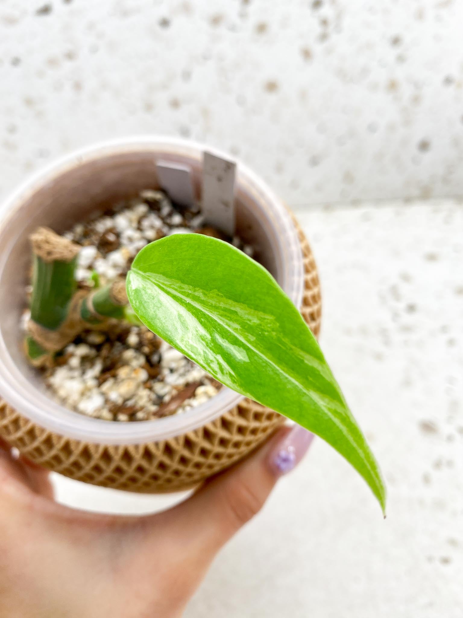 *Monstera albo Japanese White Tiger 1 Leaf 2 Nodes 1 Sprout Rooting