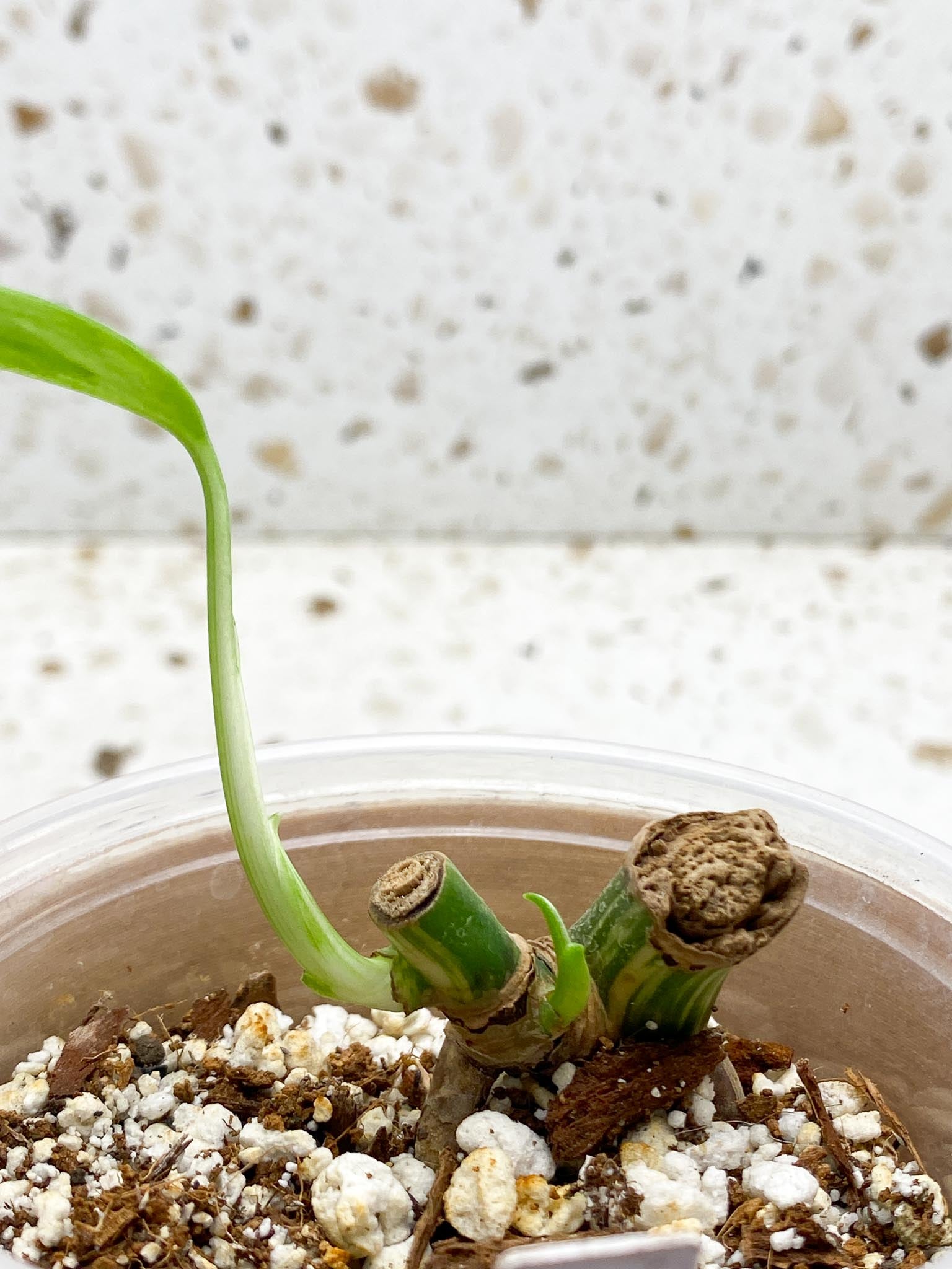 *Monstera albo Japanese White Tiger 1 Leaf 2 Nodes 1 Sprout Rooting