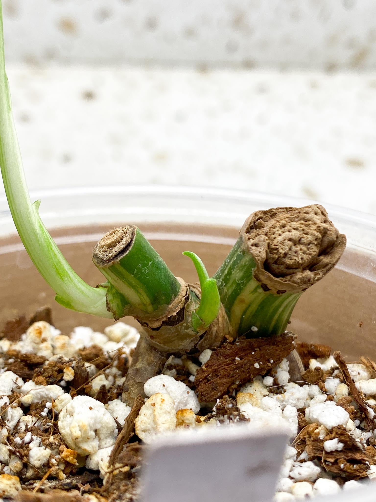 *Monstera albo Japanese White Tiger 1 Leaf 2 Nodes 1 Sprout Rooting