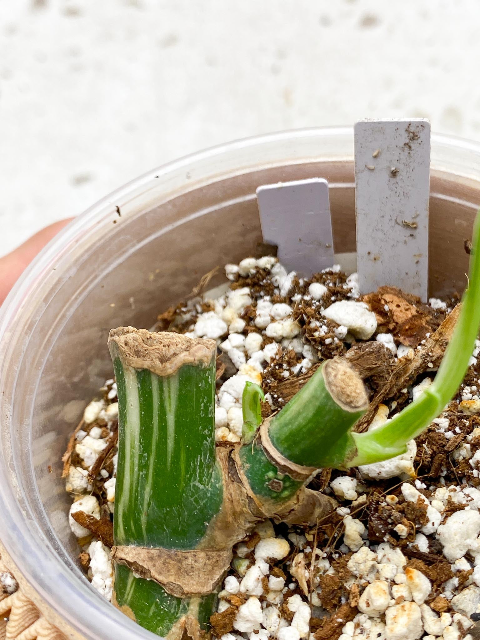 *Monstera albo Japanese White Tiger 1 Leaf 2 Nodes 1 Sprout Rooting