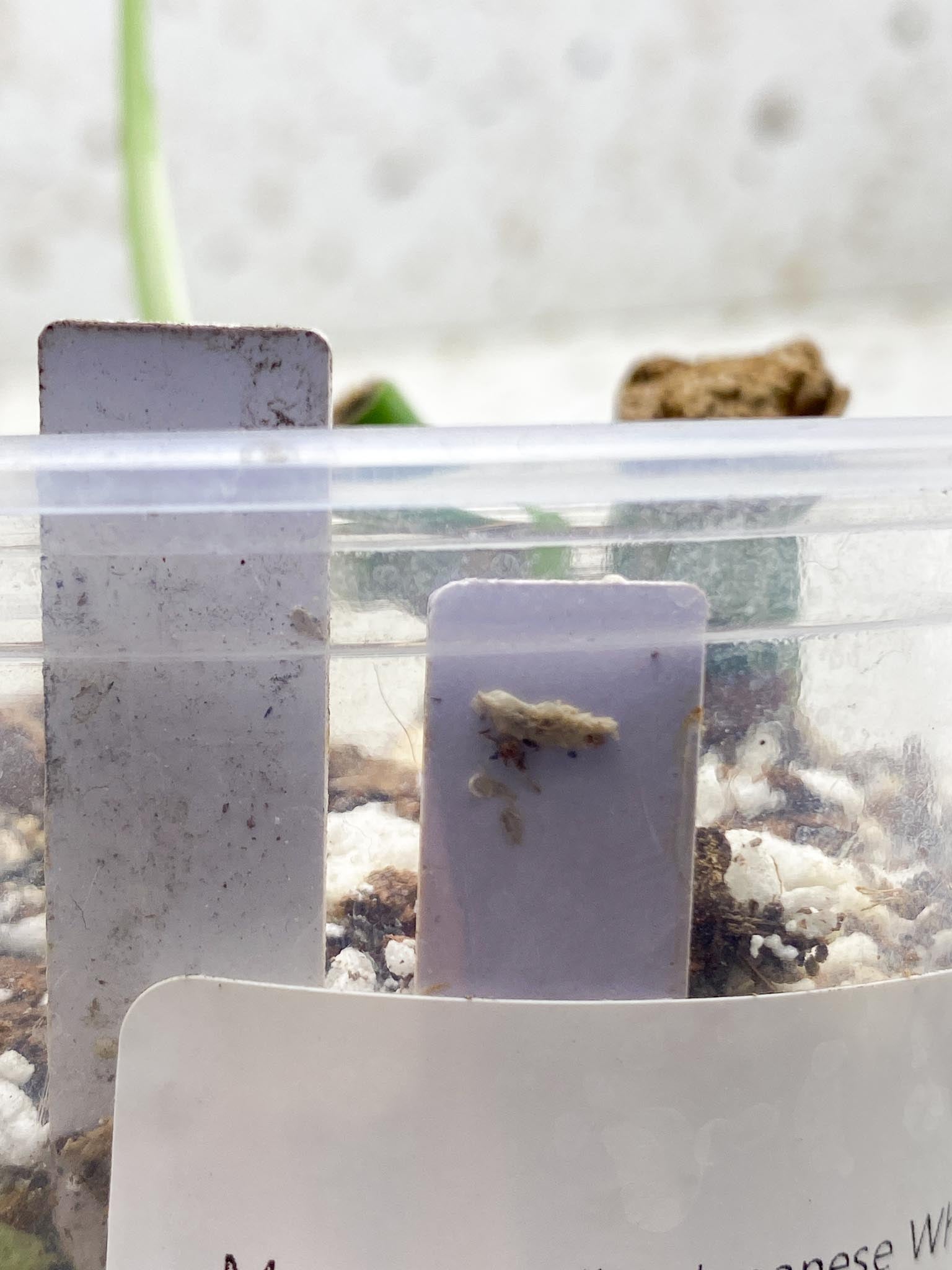 *Monstera albo Japanese White Tiger 1 Leaf 2 Nodes 1 Sprout Rooting
