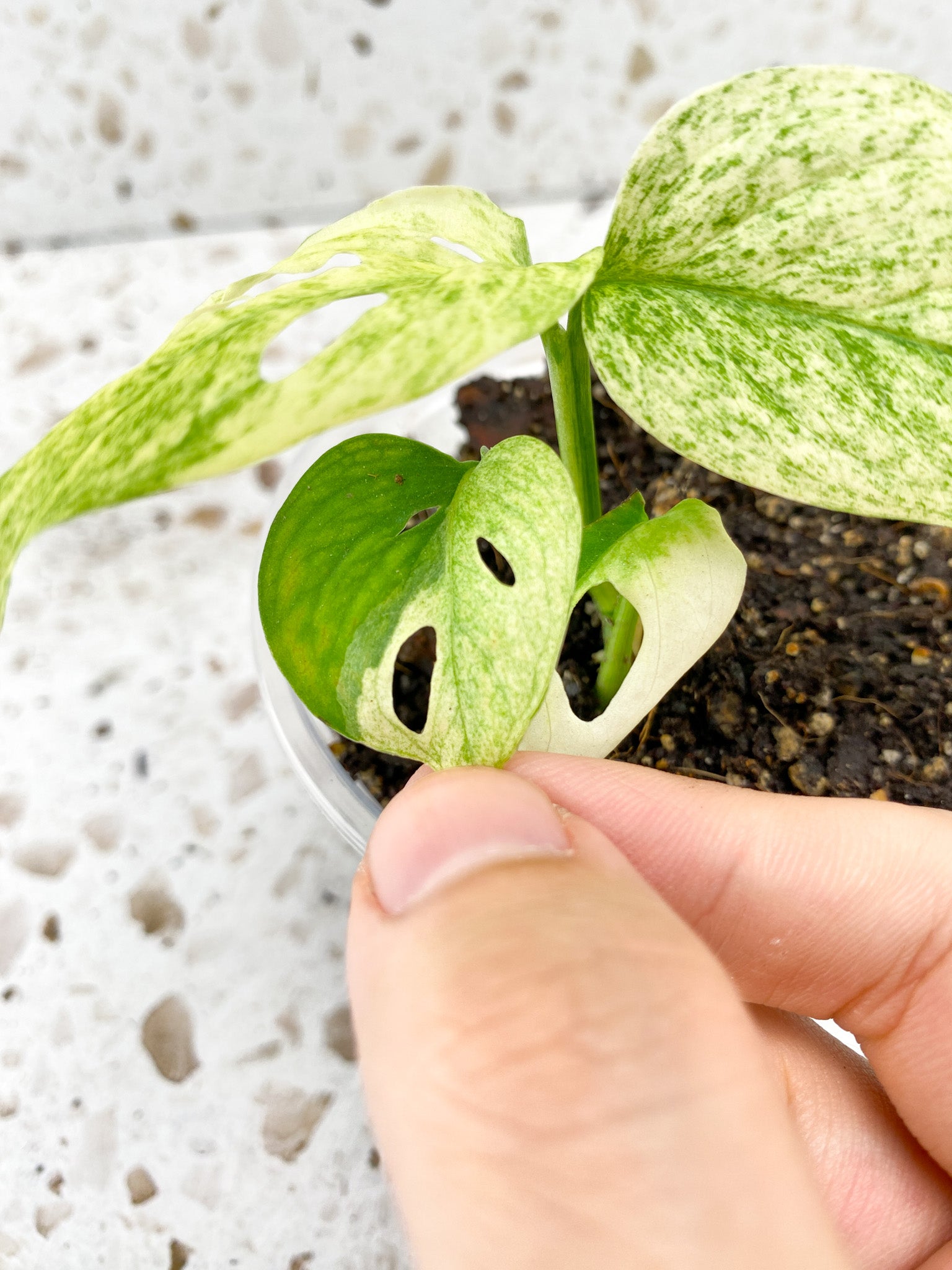 Monstera Acuminata variegated 4 leaf top cutting highly variegated