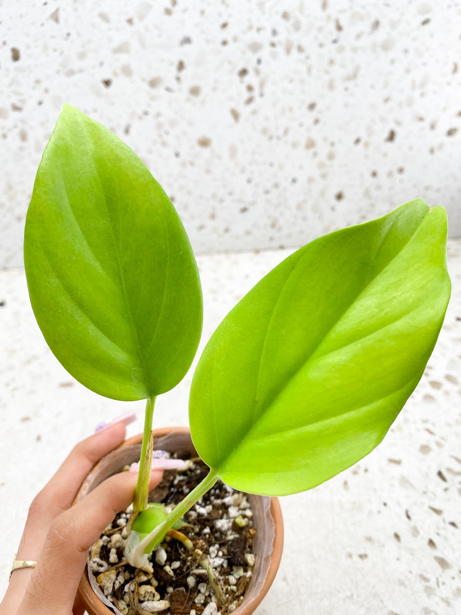 Rhaphidophora Sp Flame Variegated 2 Leaves 2 Nodes Top Cutting Rooted