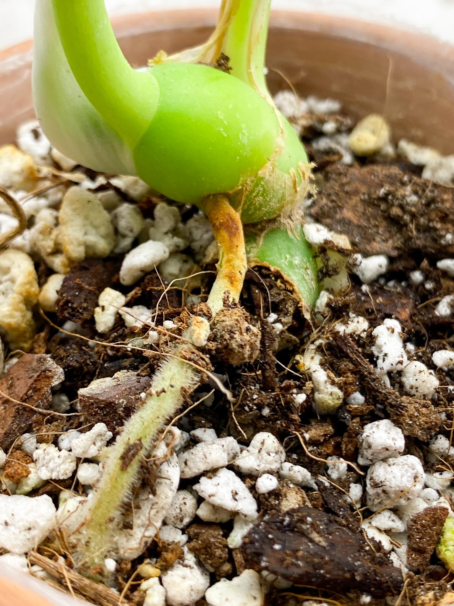Rhaphidophora Sp Flame Variegated 2 Leaves 2 Nodes Top Cutting Rooted