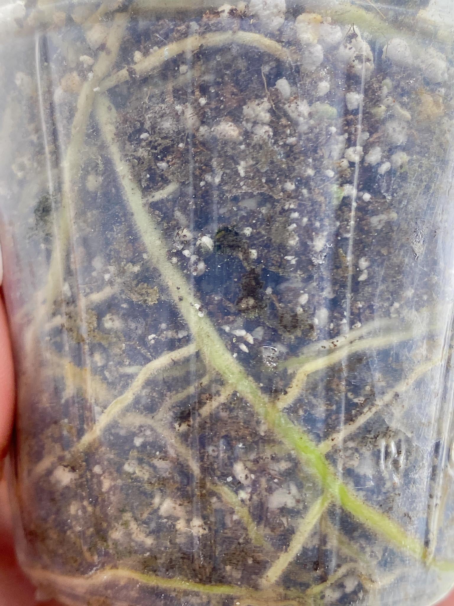 Rhaphidophora Sp Flame Variegated 2 Leaves 2 Nodes Top Cutting Rooted