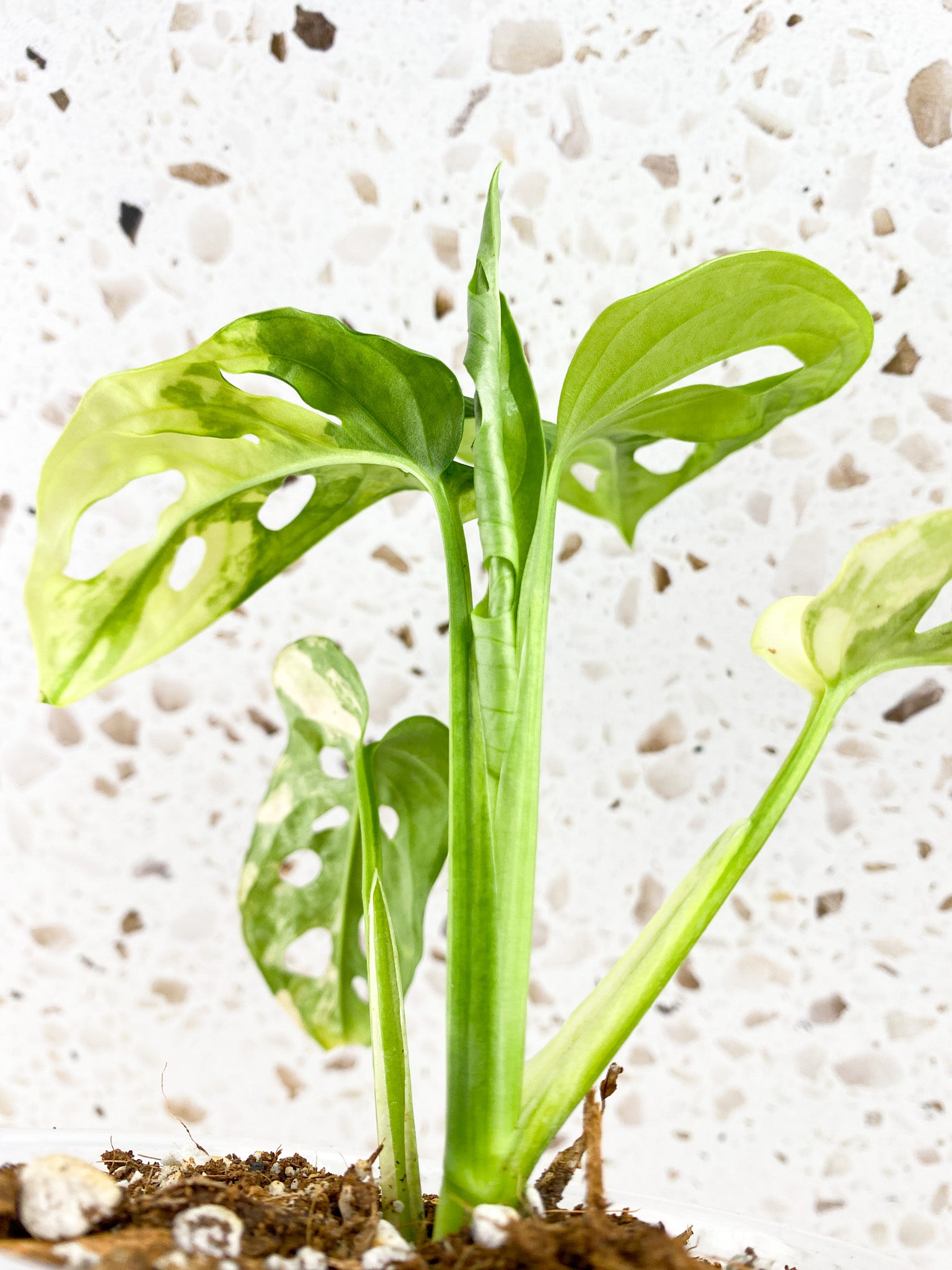 Monstera Adansonii Aurea 4 leaves 1 shoot top cutting