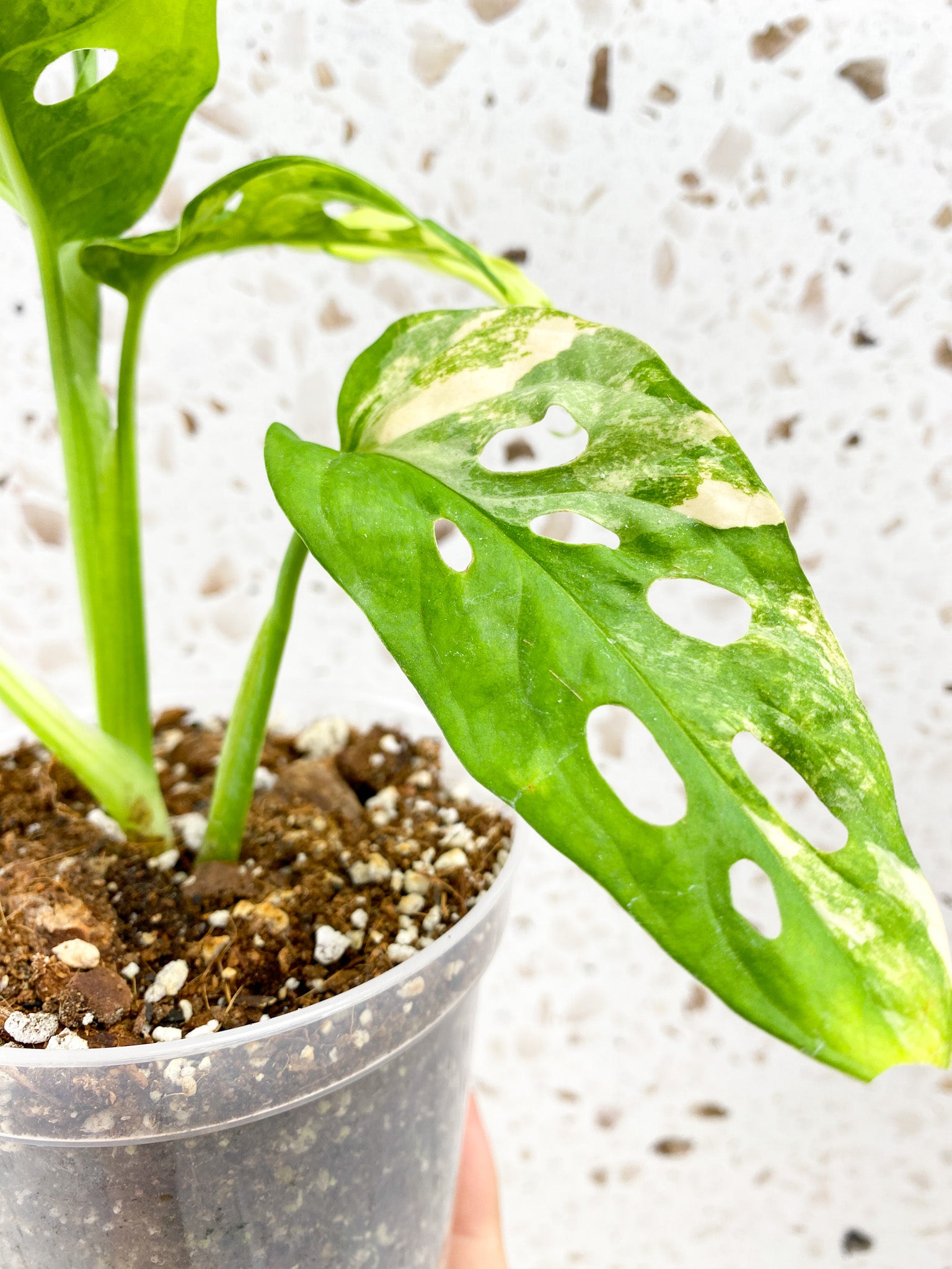 Monstera Adansonii Aurea 4 leaves 1 shoot top cutting