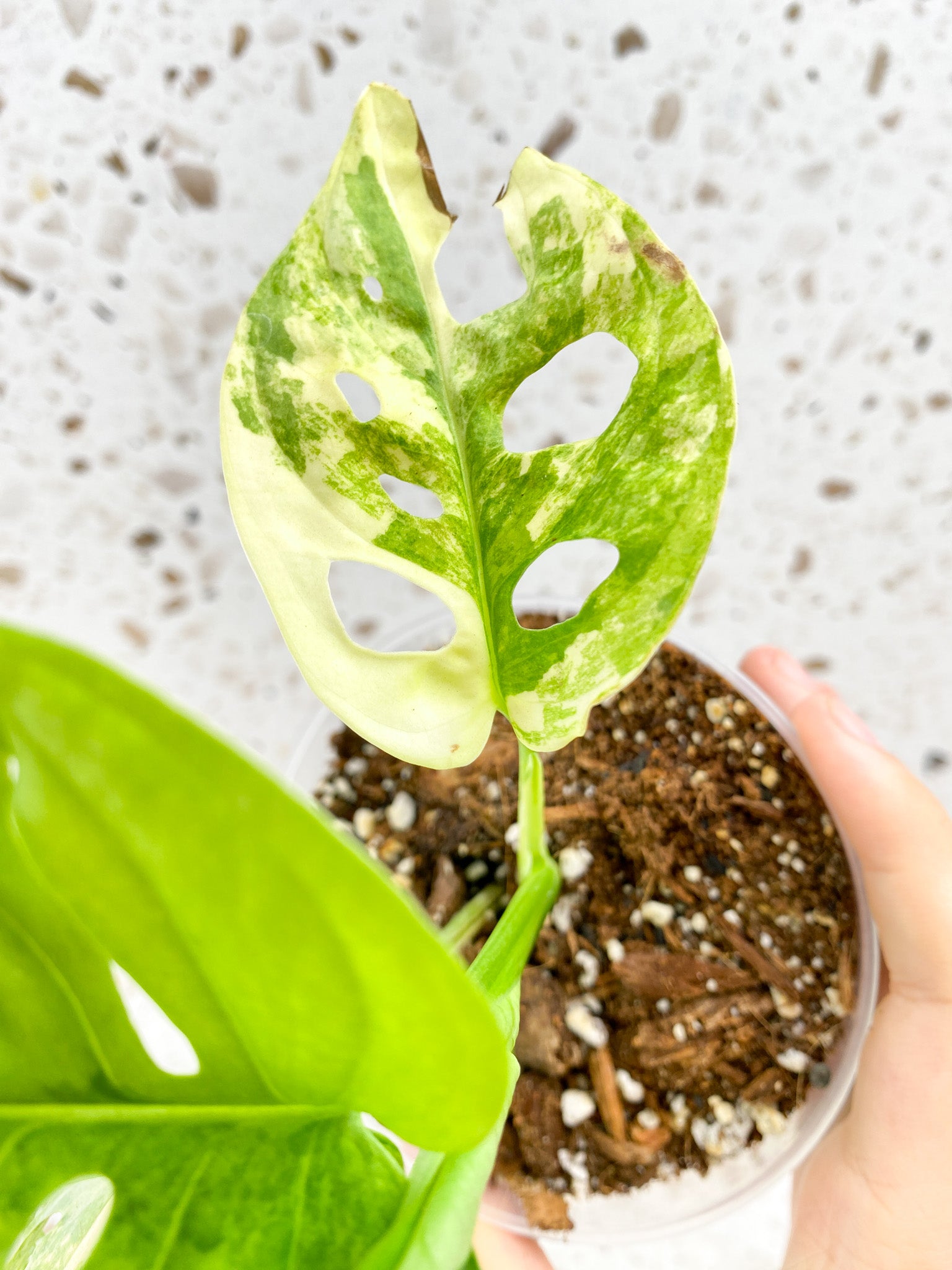 Monstera Adansonii Aurea 4 leaves 1 shoot top cutting