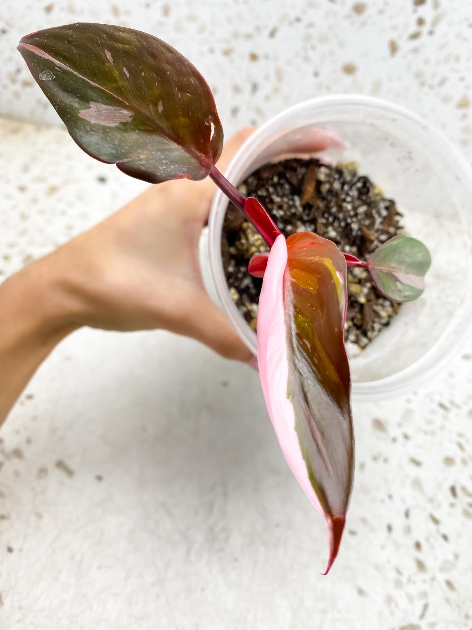 *Philodendron Red Anderson 3 Leaves Multiple Nodes 2 Sprout Rooted