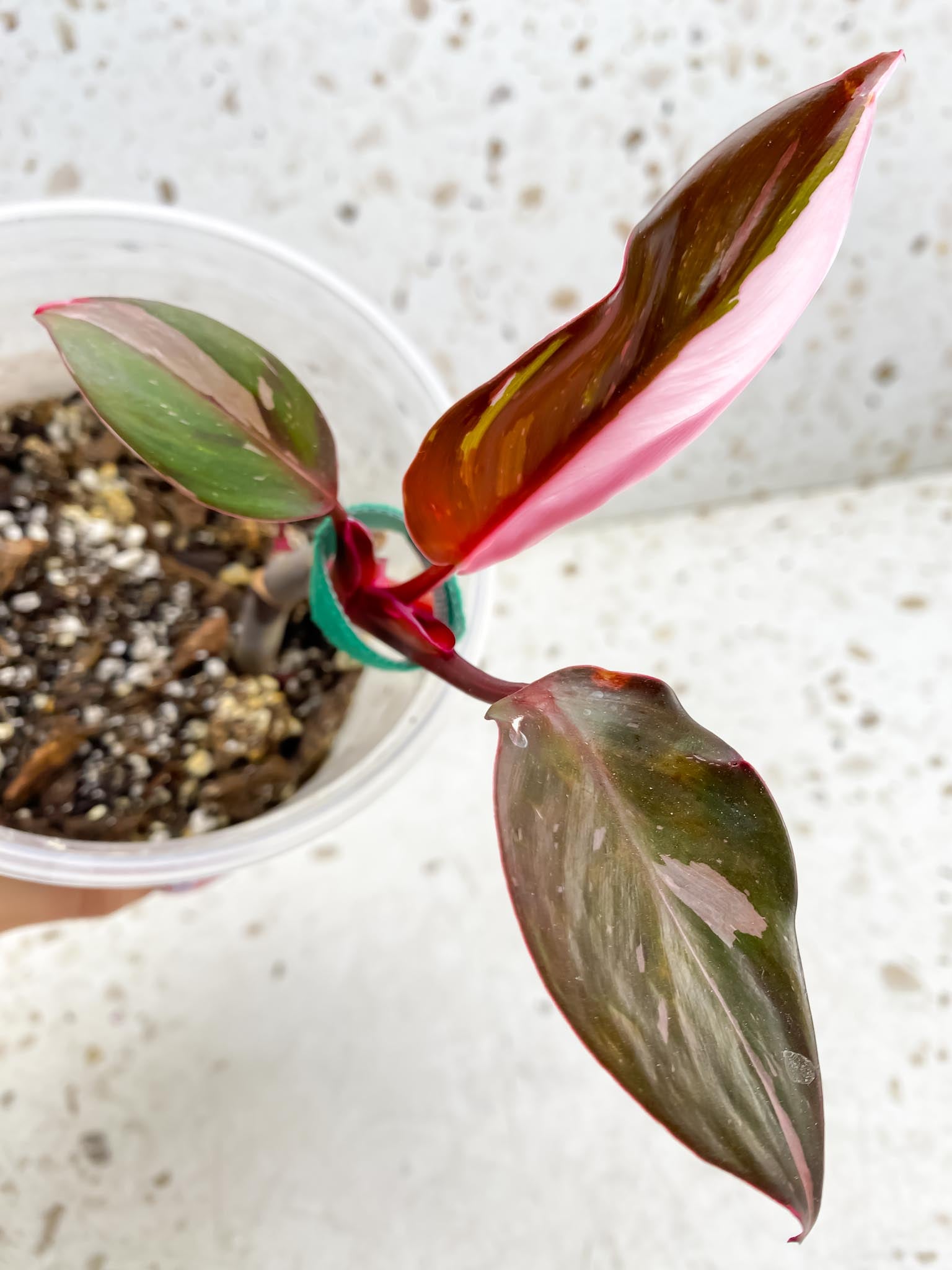 *Philodendron Red Anderson 3 Leaves Multiple Nodes 2 Sprout Rooted