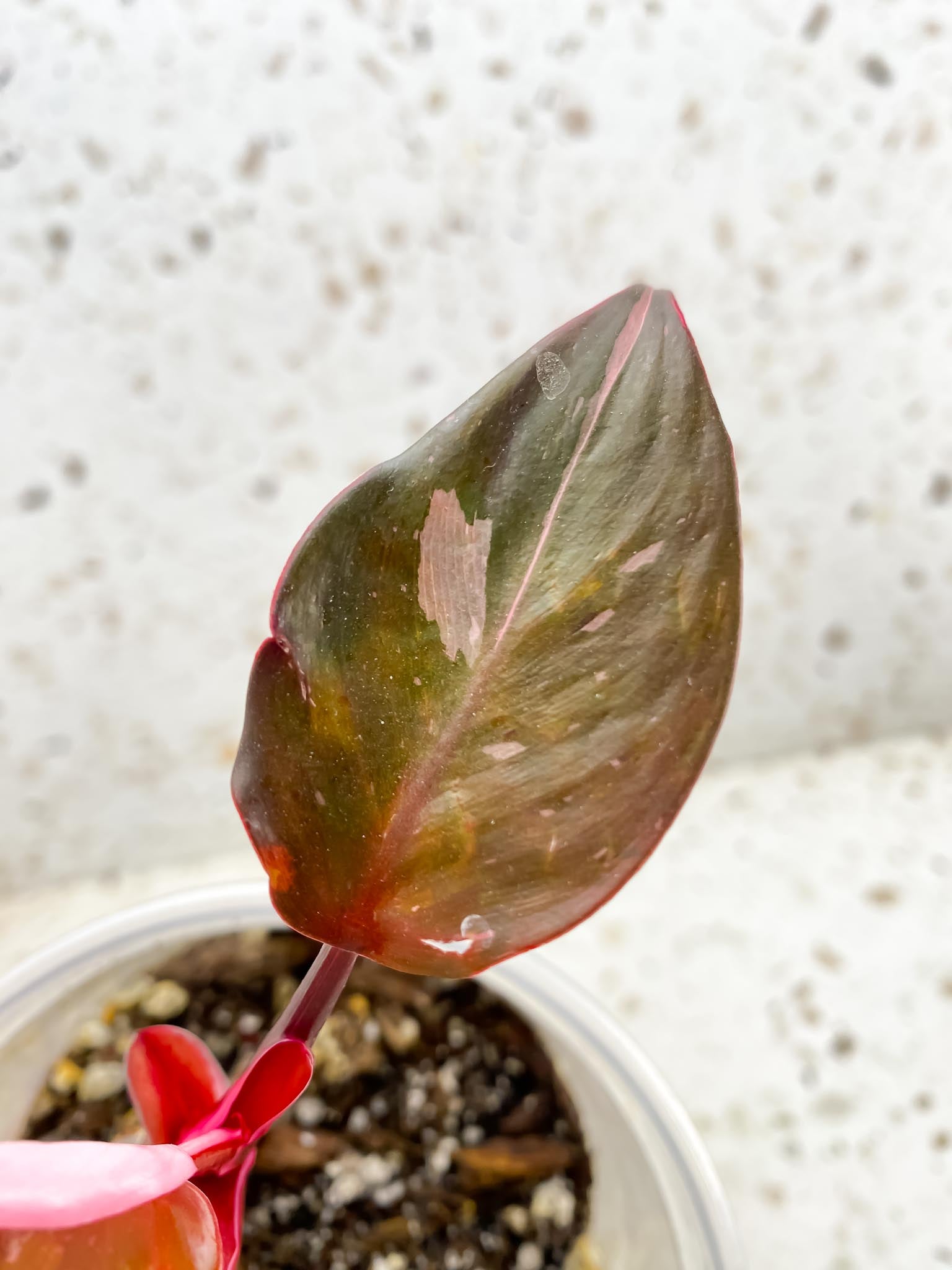 *Philodendron Red Anderson 3 Leaves Multiple Nodes 2 Sprout Rooted