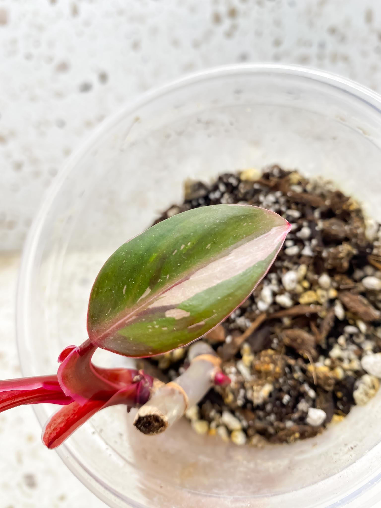*Philodendron Red Anderson 3 Leaves Multiple Nodes 2 Sprout Rooted