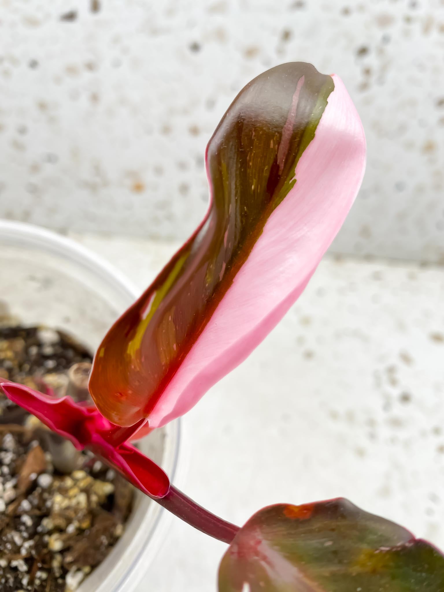 *Philodendron Red Anderson 3 Leaves Multiple Nodes 2 Sprout Rooted