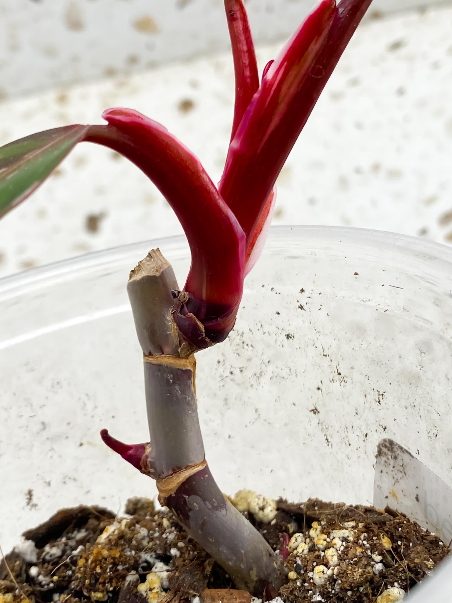 *Philodendron Red Anderson 3 Leaves Multiple Nodes 2 Sprout Rooted