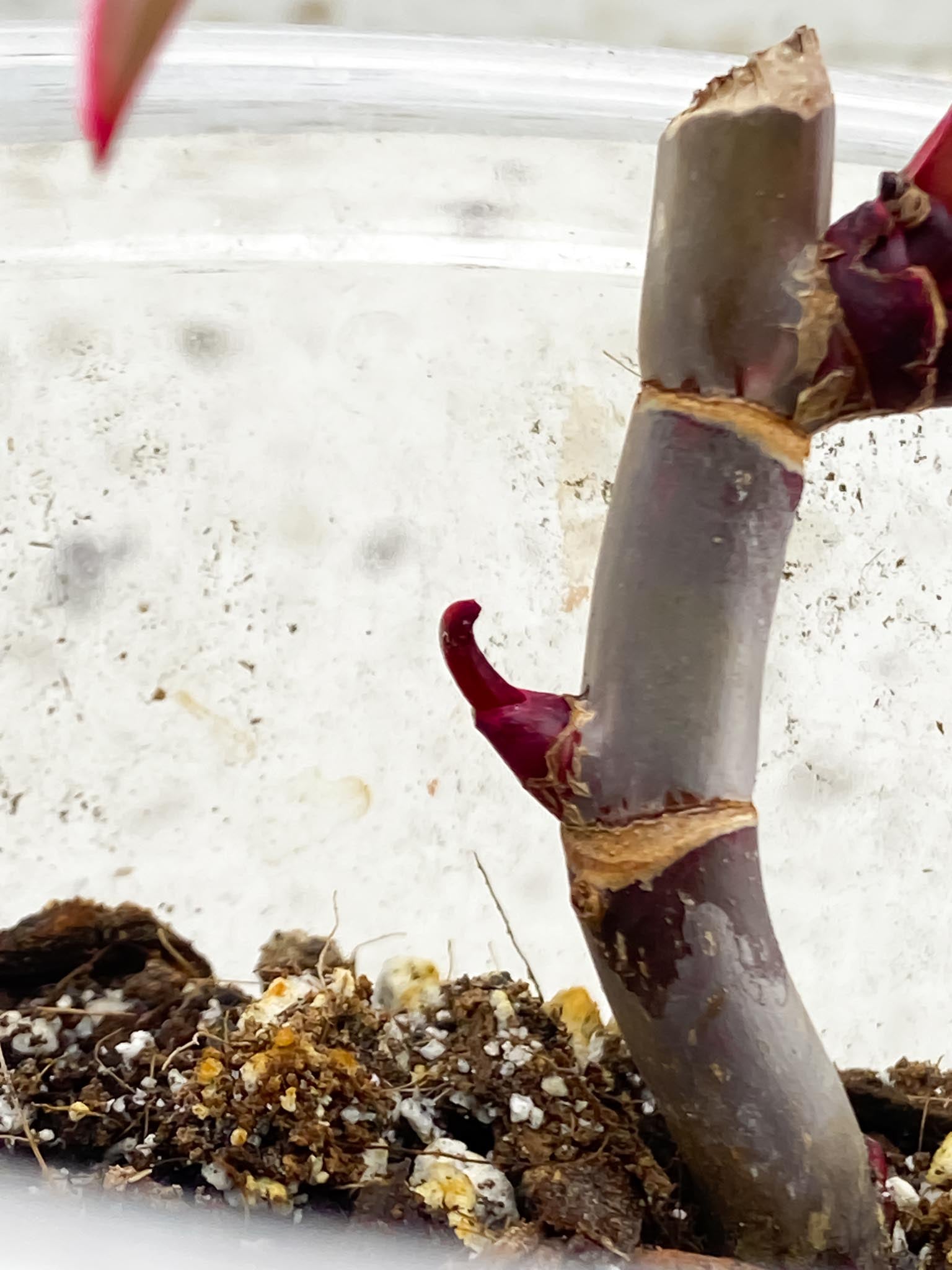 *Philodendron Red Anderson 3 Leaves Multiple Nodes 2 Sprout Rooted