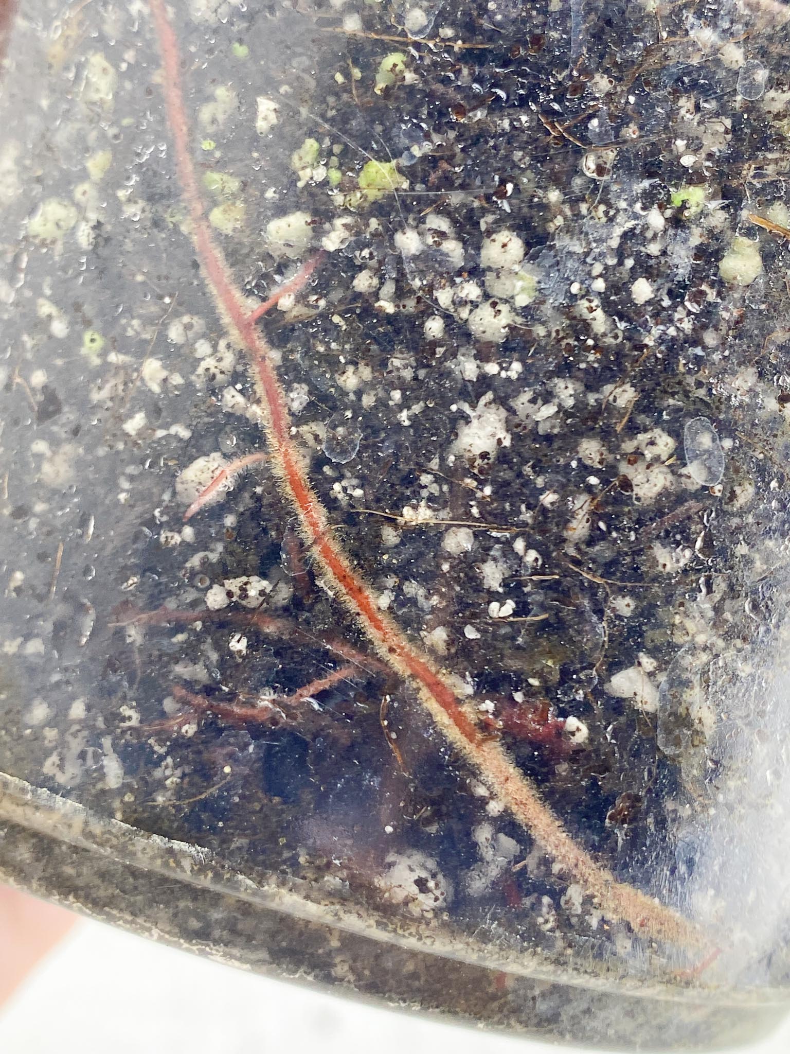 *Philodendron Red Anderson 3 Leaves Multiple Nodes 2 Sprout Rooted