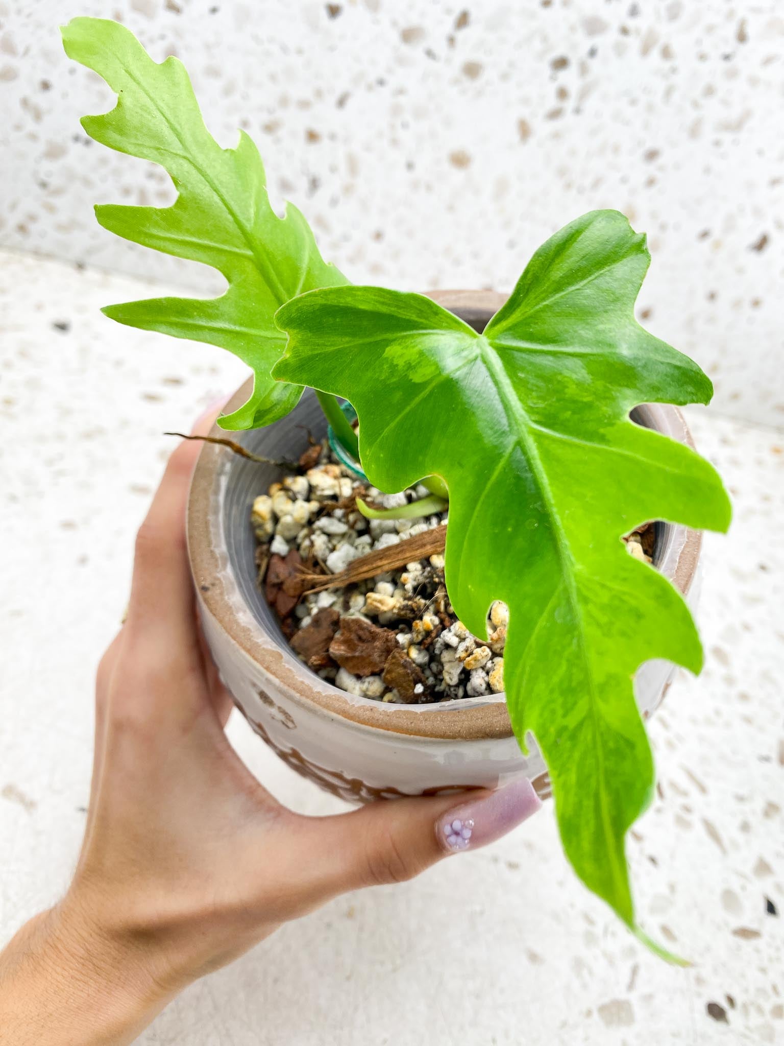 Philodendron/Thaumatophyllum Radiatum Variegated 2 Leaves 3 Nodes 1 Sprout Rooted