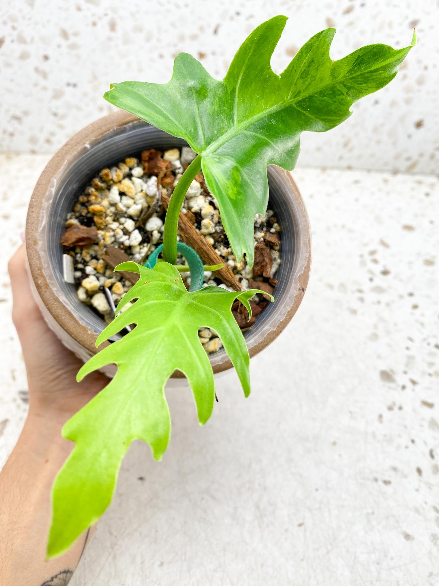 Philodendron/Thaumatophyllum Radiatum Variegated 2 Leaves 3 Nodes 1 Sprout Rooted