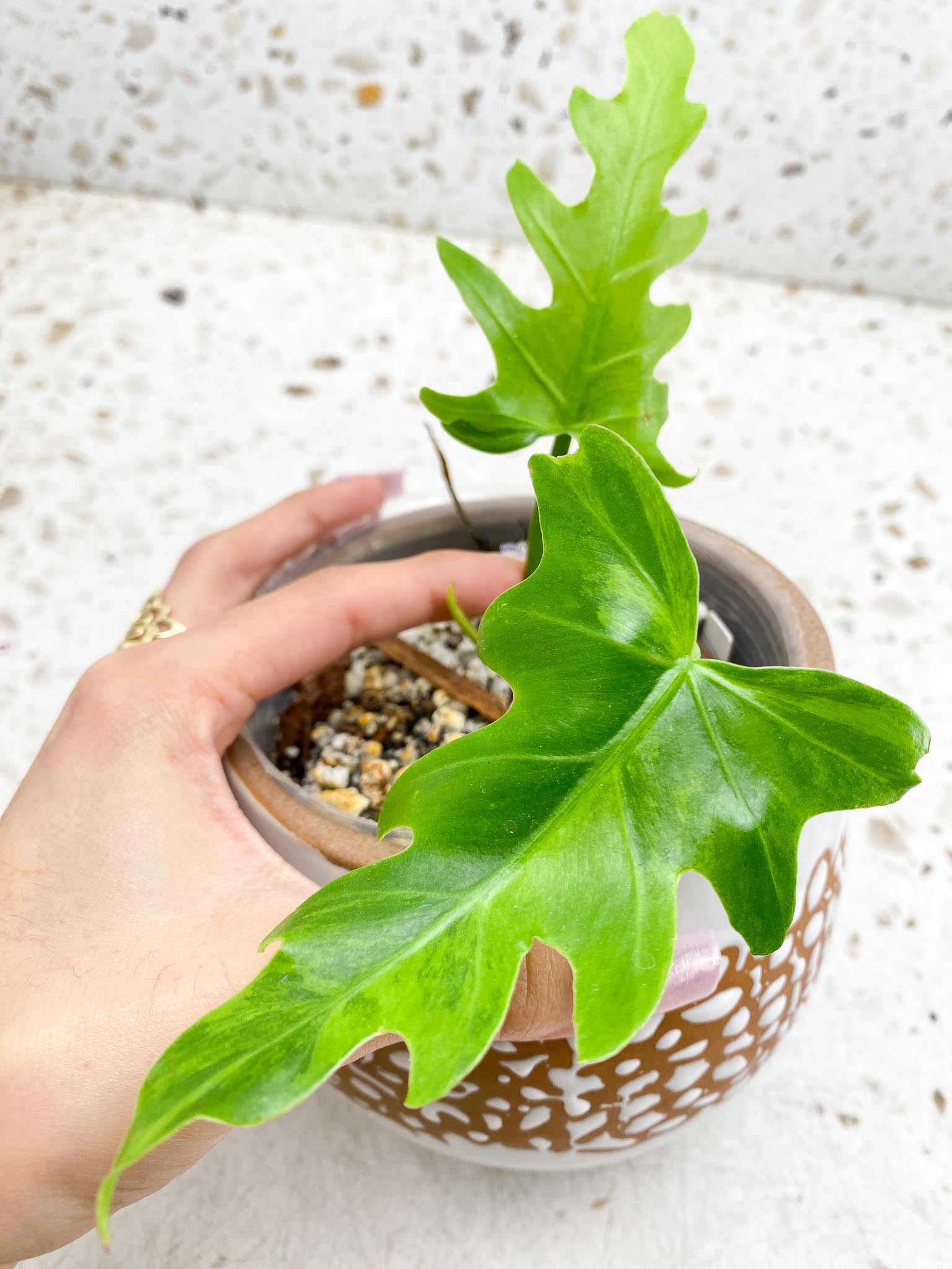 Philodendron/Thaumatophyllum Radiatum Variegated 2 Leaves 3 Nodes 1 Sprout Rooted
