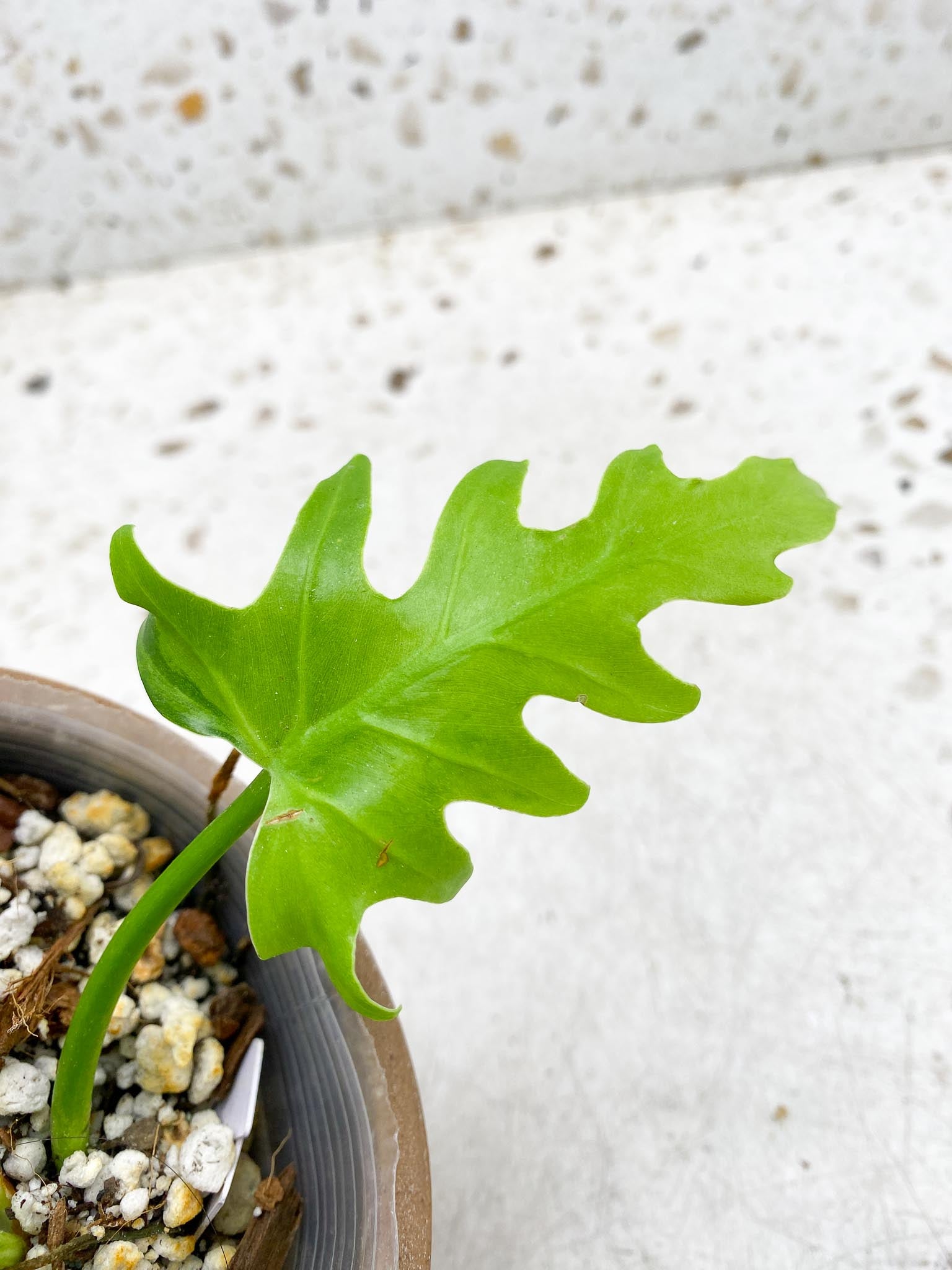 Philodendron/Thaumatophyllum Radiatum Variegated 2 Leaves 3 Nodes 1 Sprout Rooted