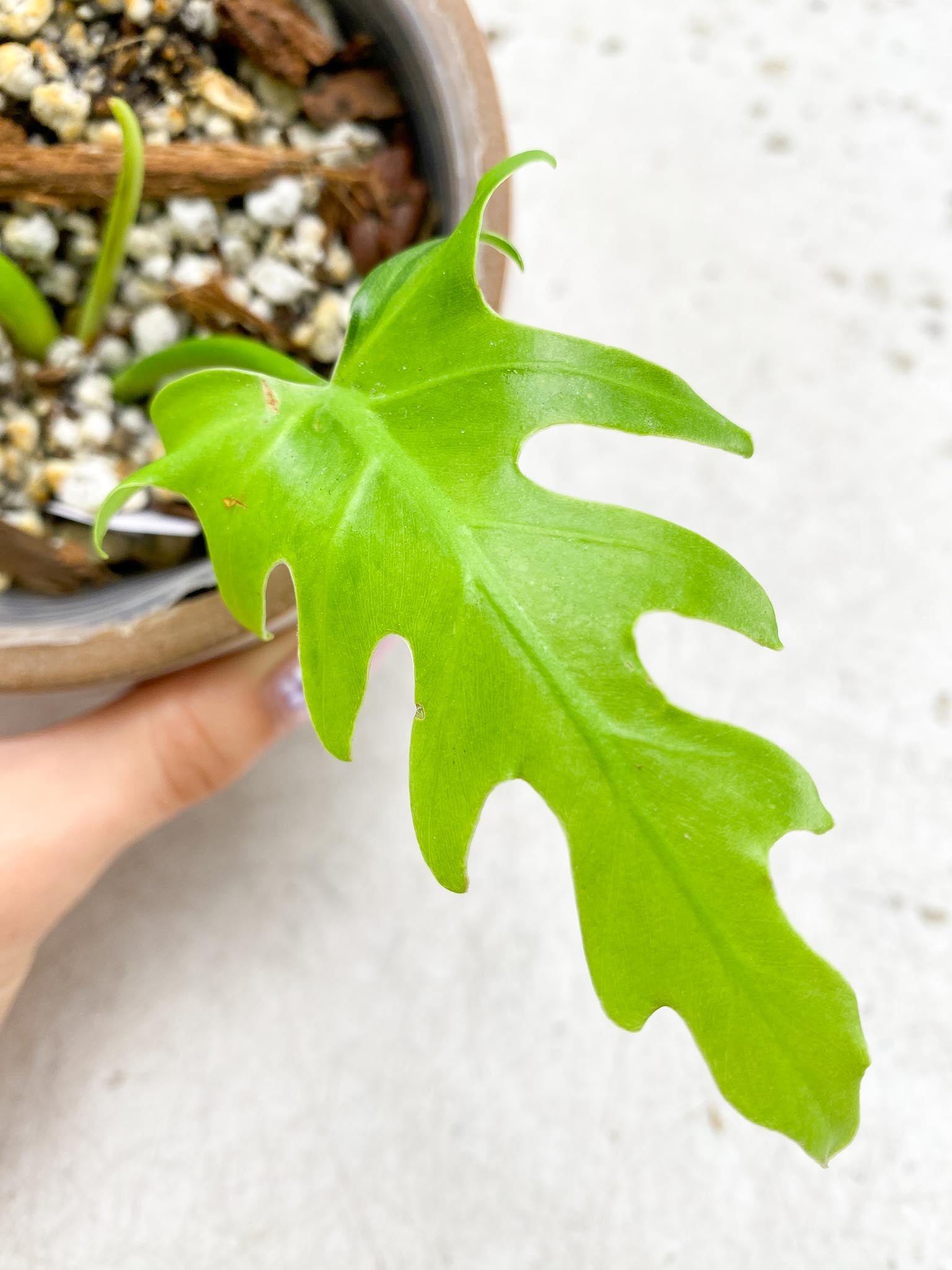 Philodendron/Thaumatophyllum Radiatum Variegated 2 Leaves 3 Nodes 1 Sprout Rooted