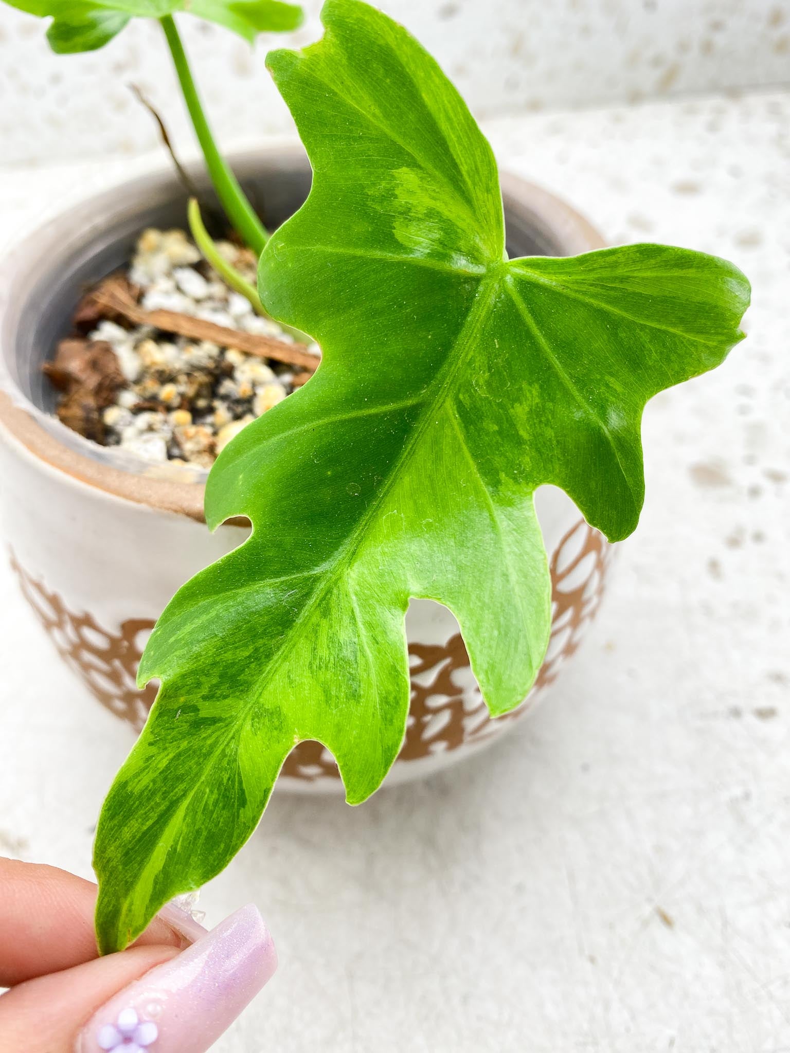 Philodendron/Thaumatophyllum Radiatum Variegated 2 Leaves 3 Nodes 1 Sprout Rooted