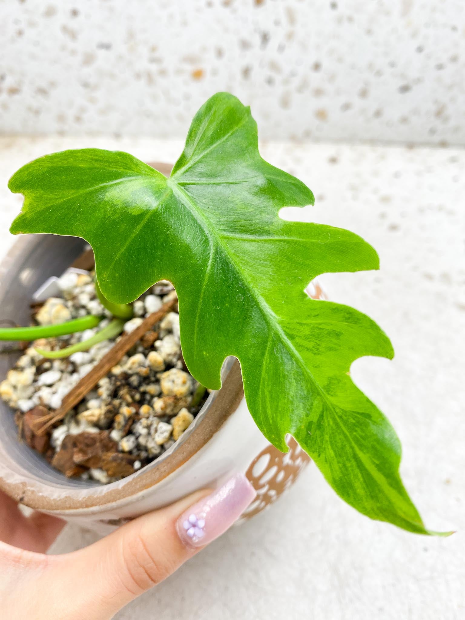 Philodendron/Thaumatophyllum Radiatum Variegated 2 Leaves 3 Nodes 1 Sprout Rooted