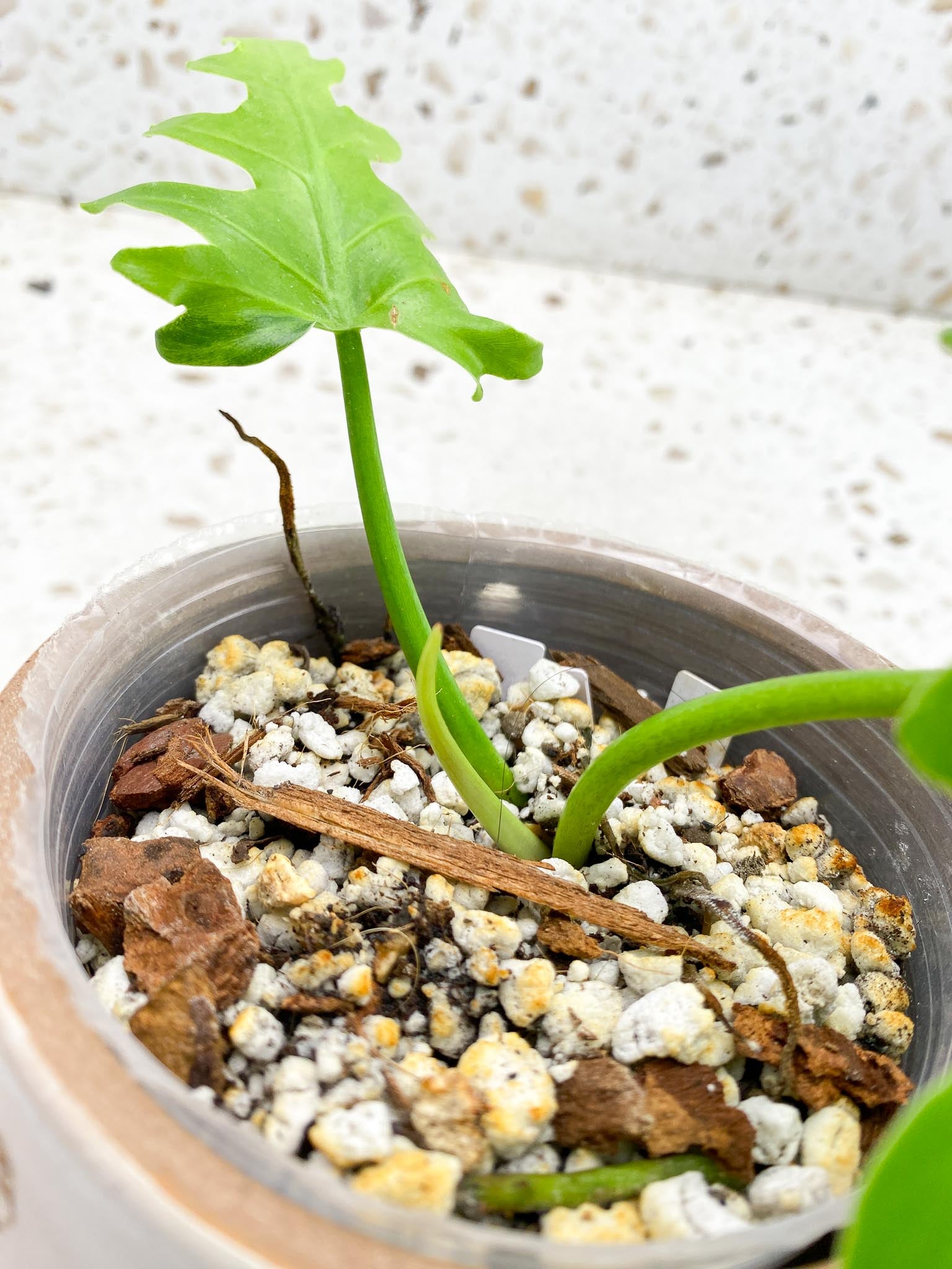 Philodendron/Thaumatophyllum Radiatum Variegated 2 Leaves 3 Nodes 1 Sprout Rooted