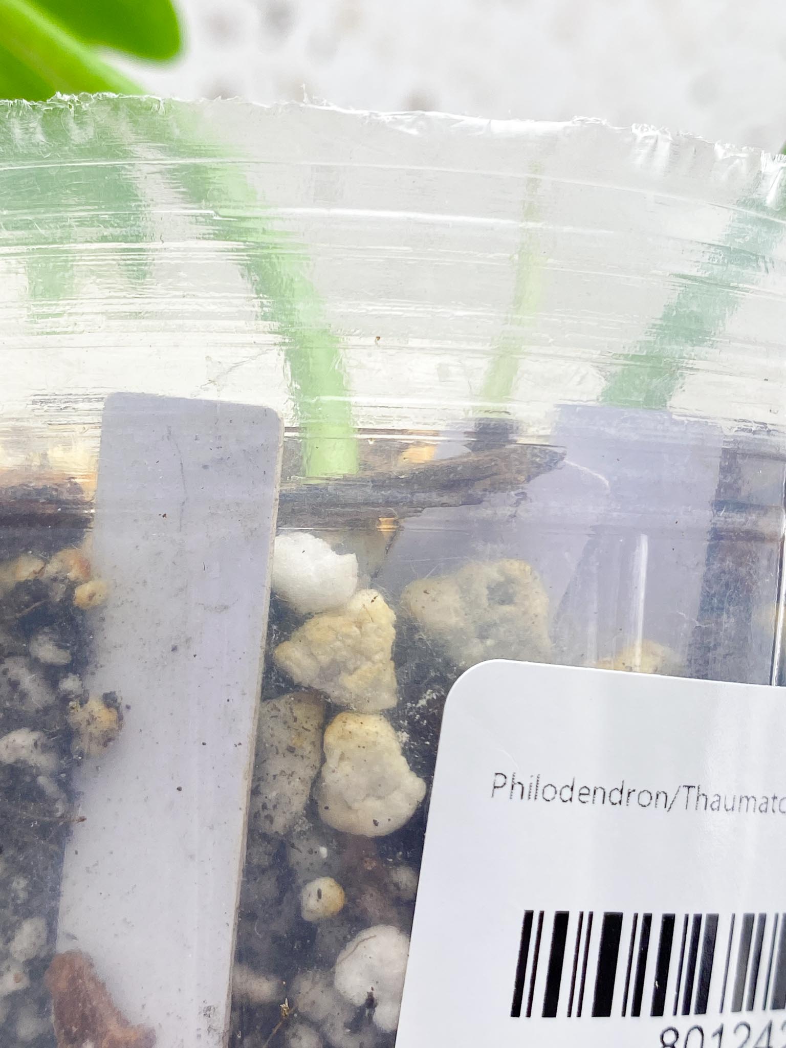 Philodendron/Thaumatophyllum Radiatum Variegated 2 Leaves 3 Nodes 1 Sprout Rooted