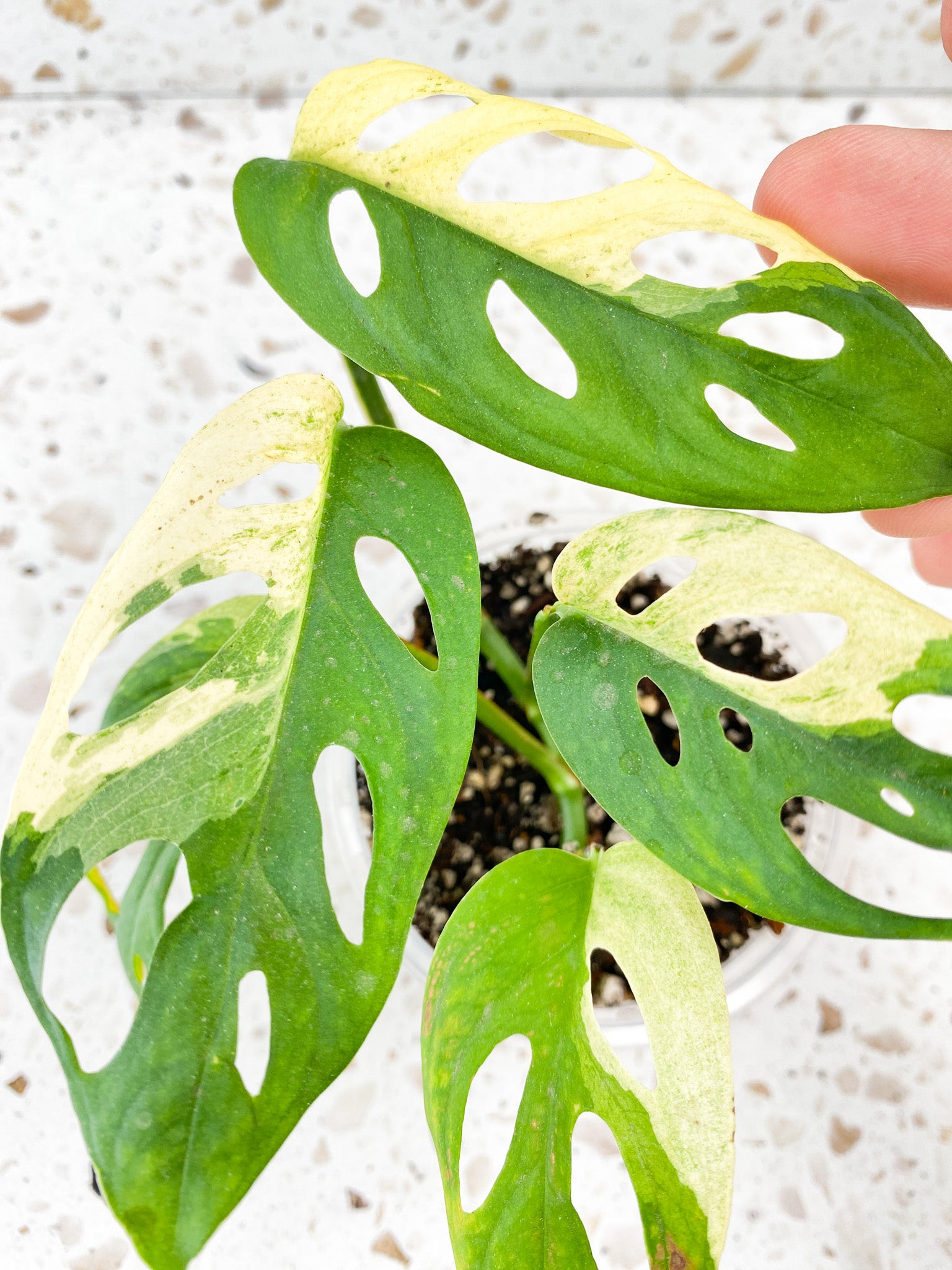 Monstera Acuminata Variegated 5 leaf top cutting