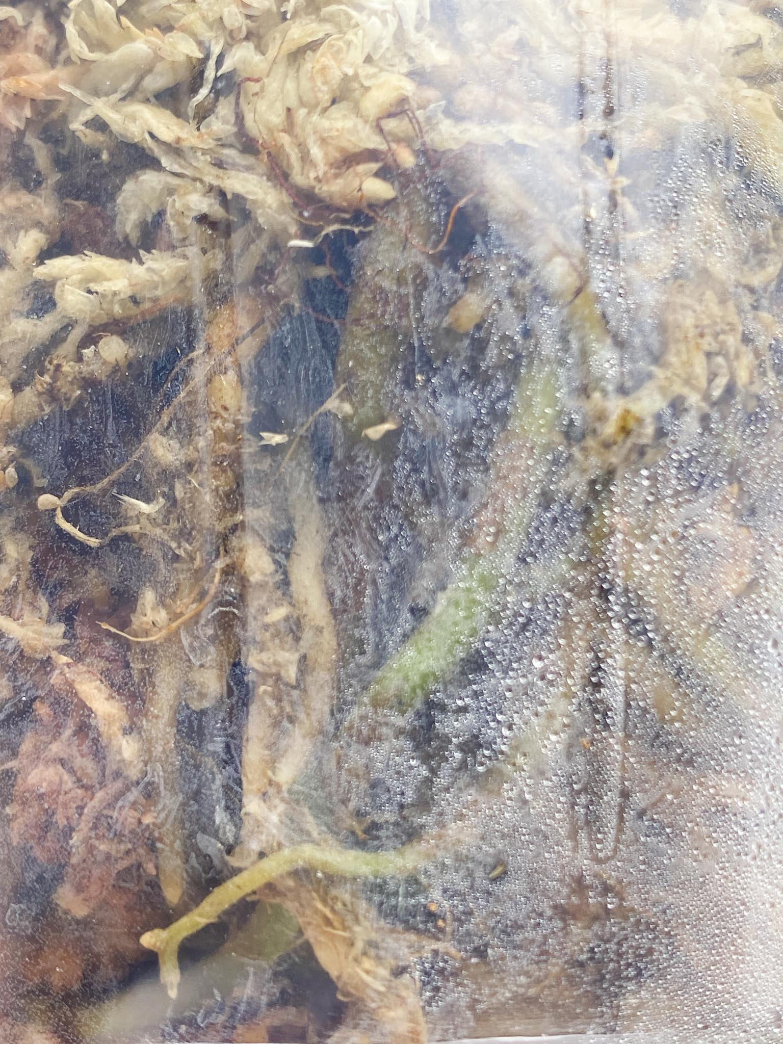 *Anthurium nigrolaminum multiple node Multiple Buds Rooted