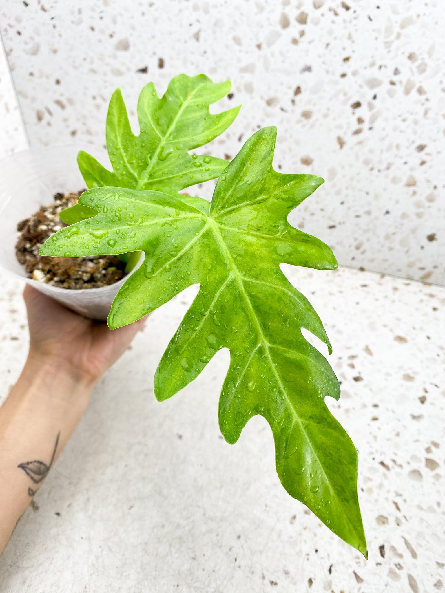Philodendron/Thaumatophyllum Radiatum Variegated 2 Leaves 2 Nodes Rooted