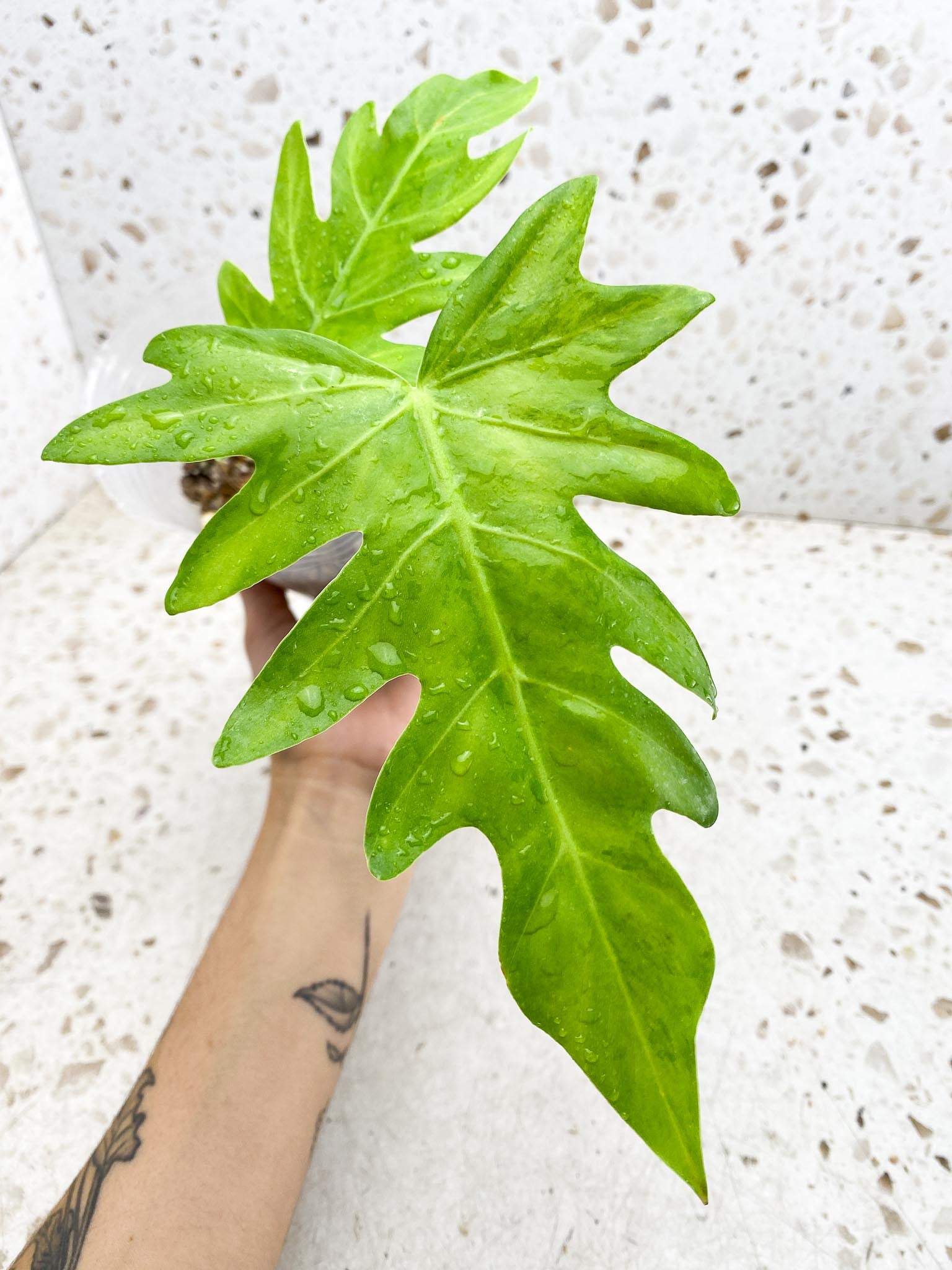 Philodendron/Thaumatophyllum Radiatum Variegated 2 Leaves 2 Nodes Rooted