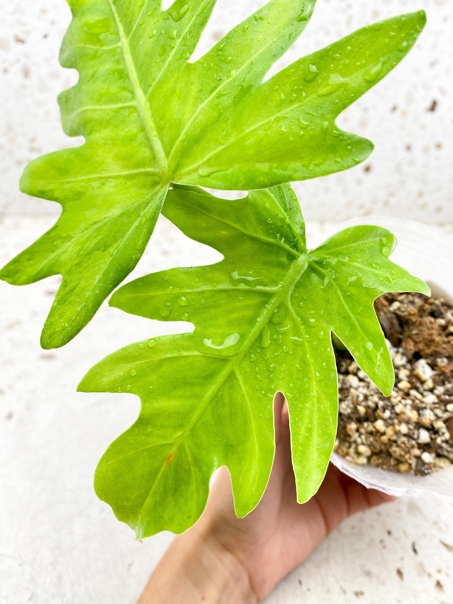 Philodendron/Thaumatophyllum Radiatum Variegated 2 Leaves 2 Nodes Rooted