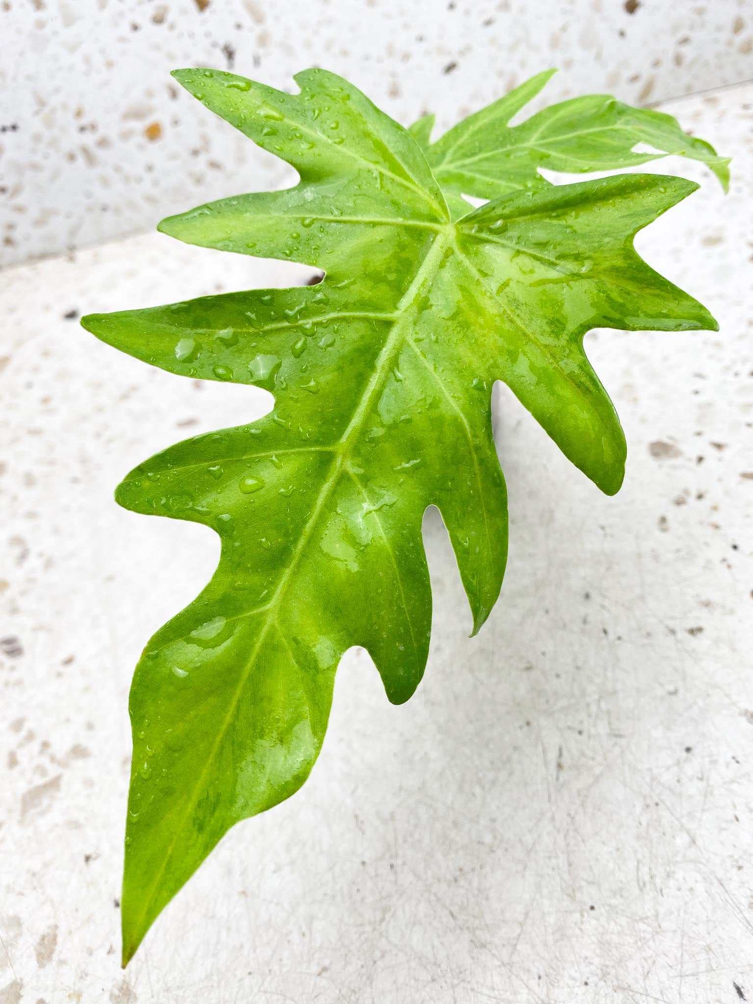 Philodendron/Thaumatophyllum Radiatum Variegated 2 Leaves 2 Nodes Rooted
