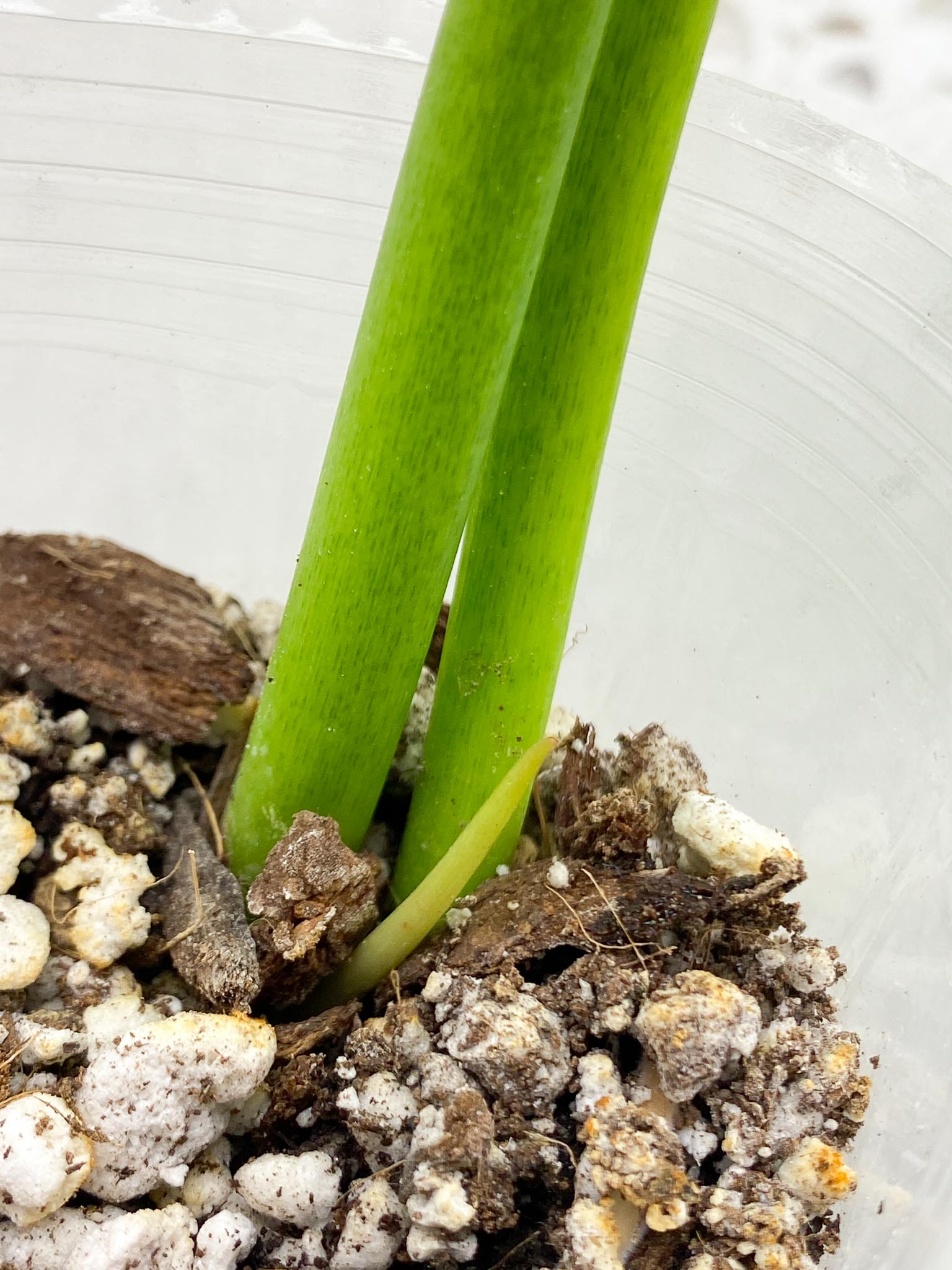 Philodendron/Thaumatophyllum Radiatum Variegated 2 Leaves 2 Nodes Rooted