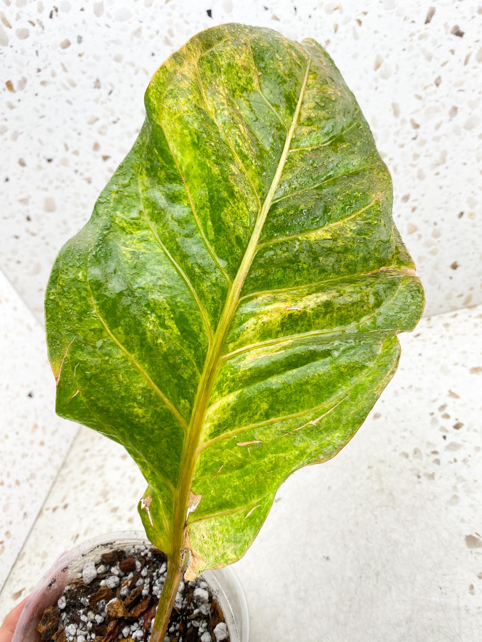 Anthurium Renaissance Black Pink Variegated 1 Leaf 1 Node 1 Growing Bud
