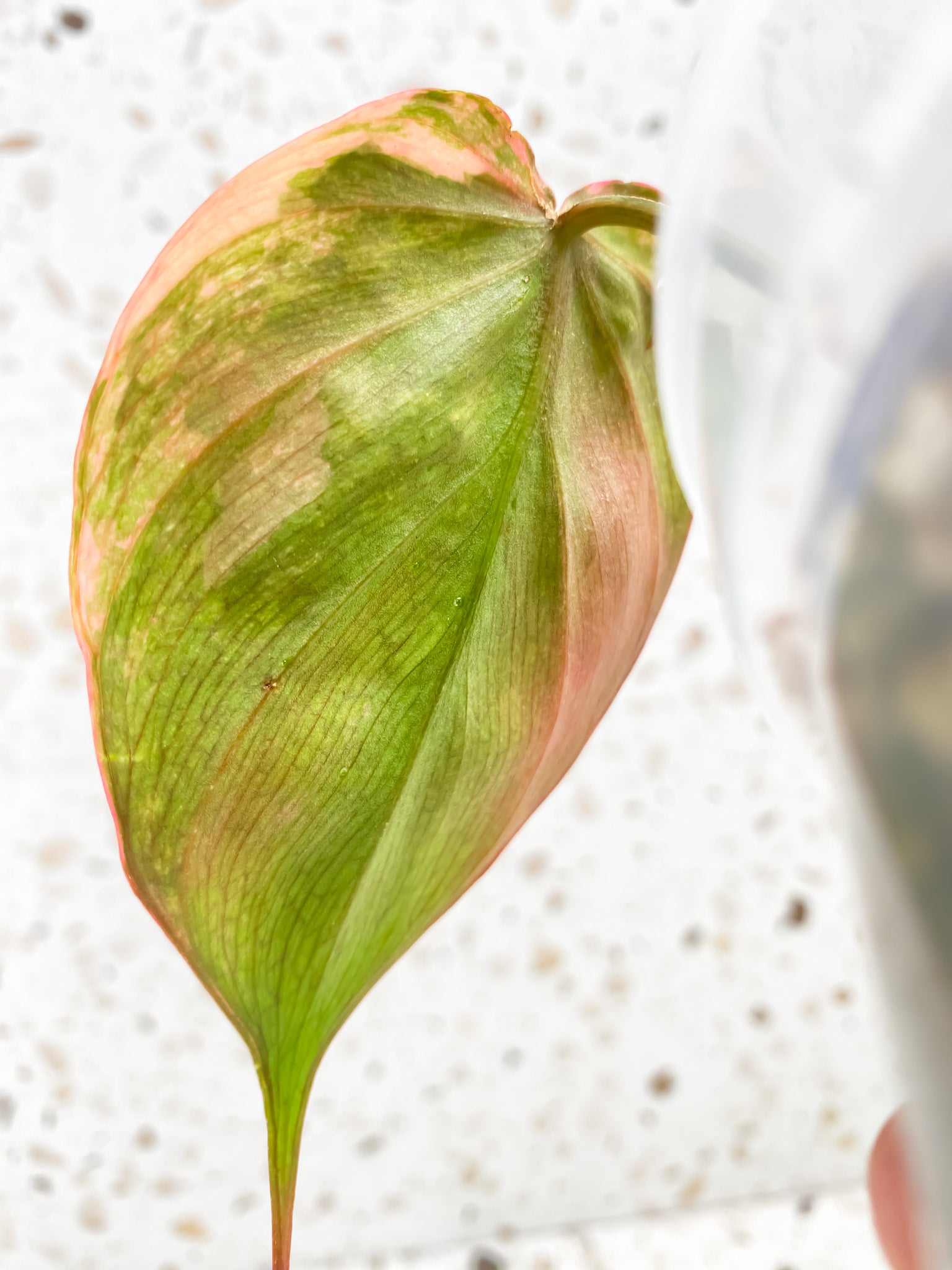 Philodendron Micans Variegated 1 leaf