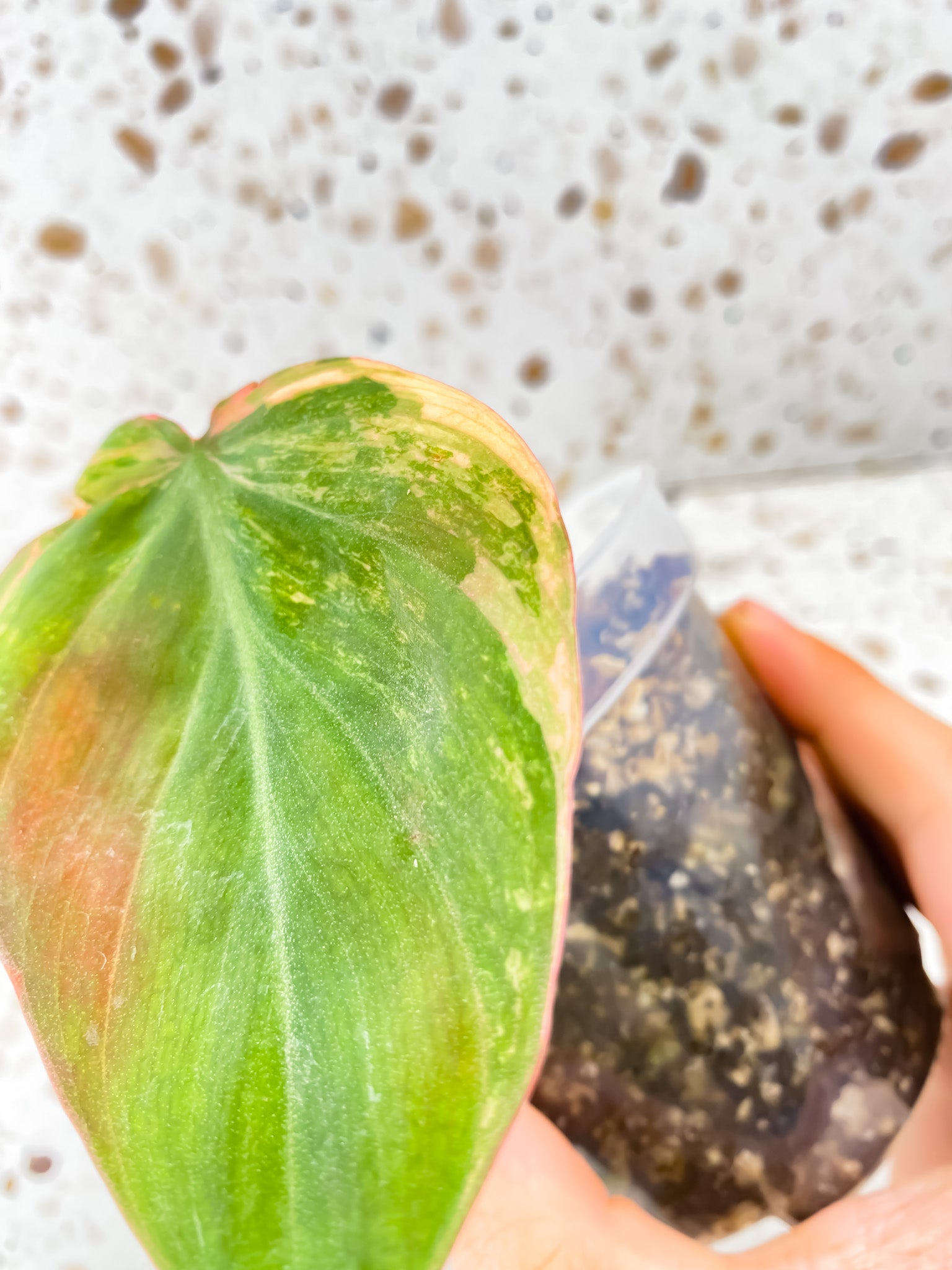 Philodendron Micans Variegated 1 leaf