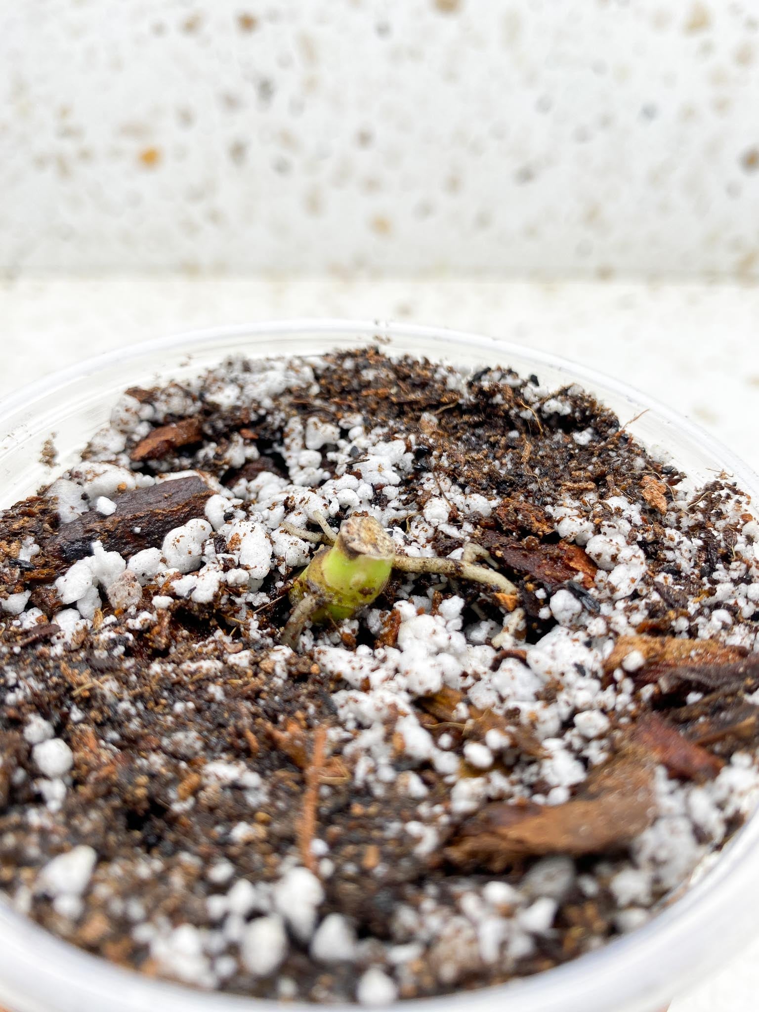 *Monstera white Monster Large Form 1 Node 1 Growing Bud Rooted