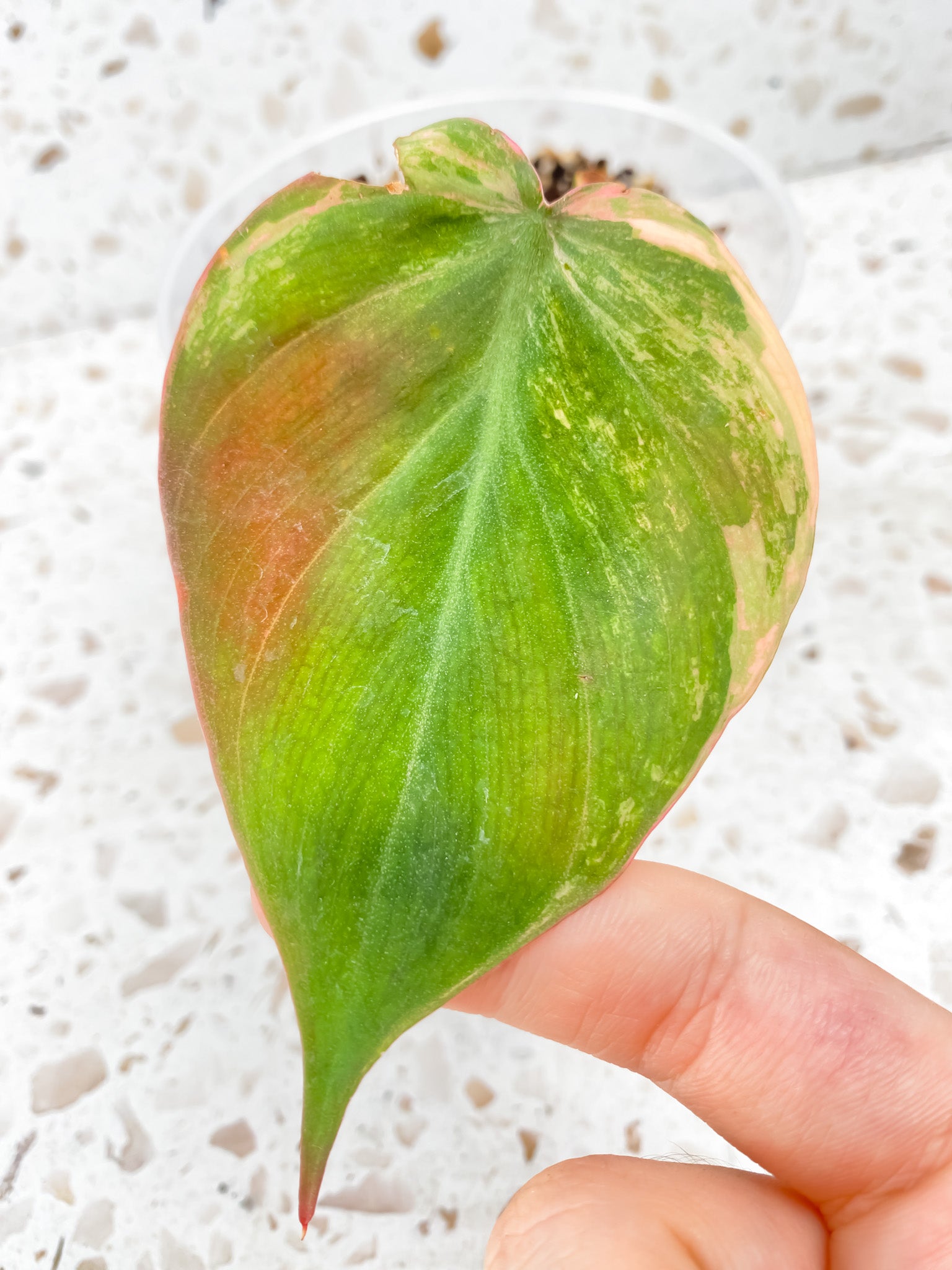 Philodendron Micans Variegated 1 leaf