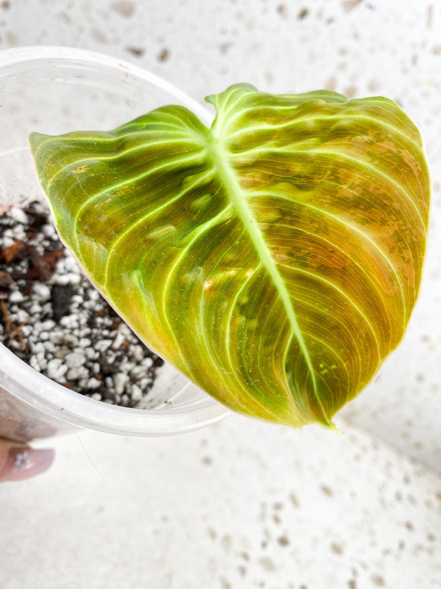 Philodendron Melanochrysum Variegated 1 Leaf 1 Node Rooted