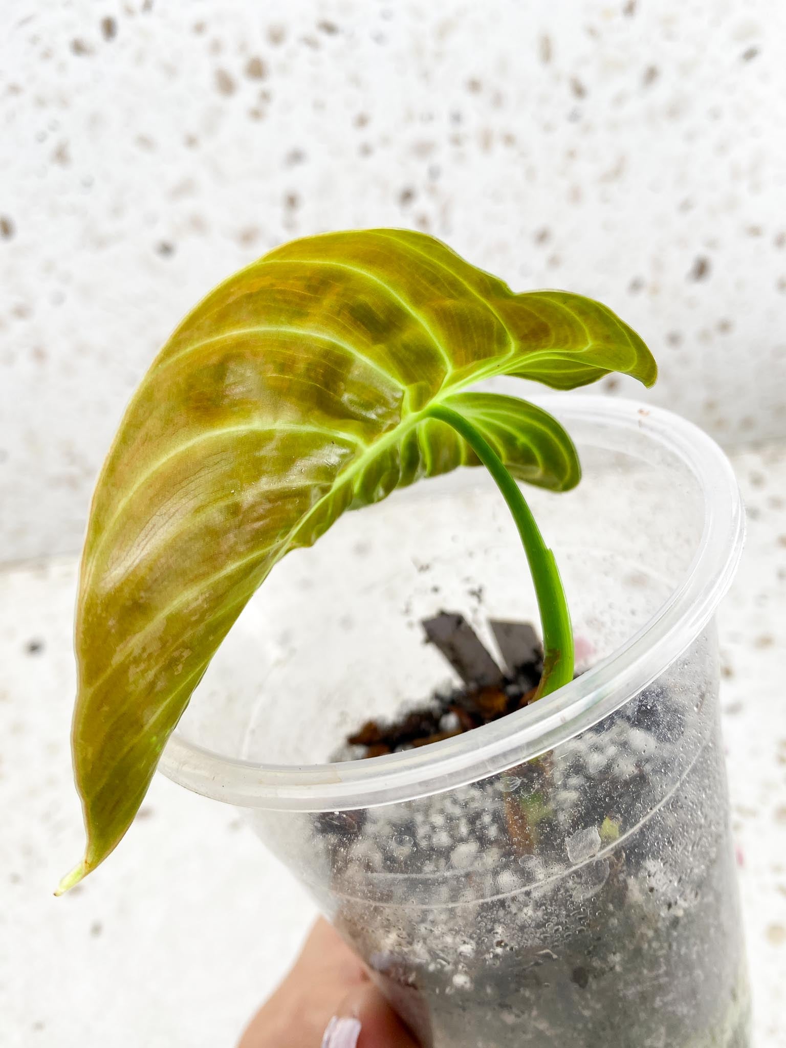 Philodendron Melanochrysum Variegated 1 Leaf 1 Node Rooted