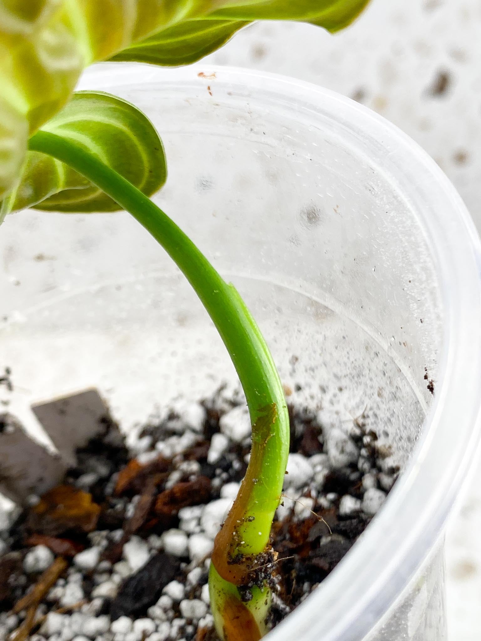 Philodendron Melanochrysum Variegated 1 Leaf 1 Node Rooted