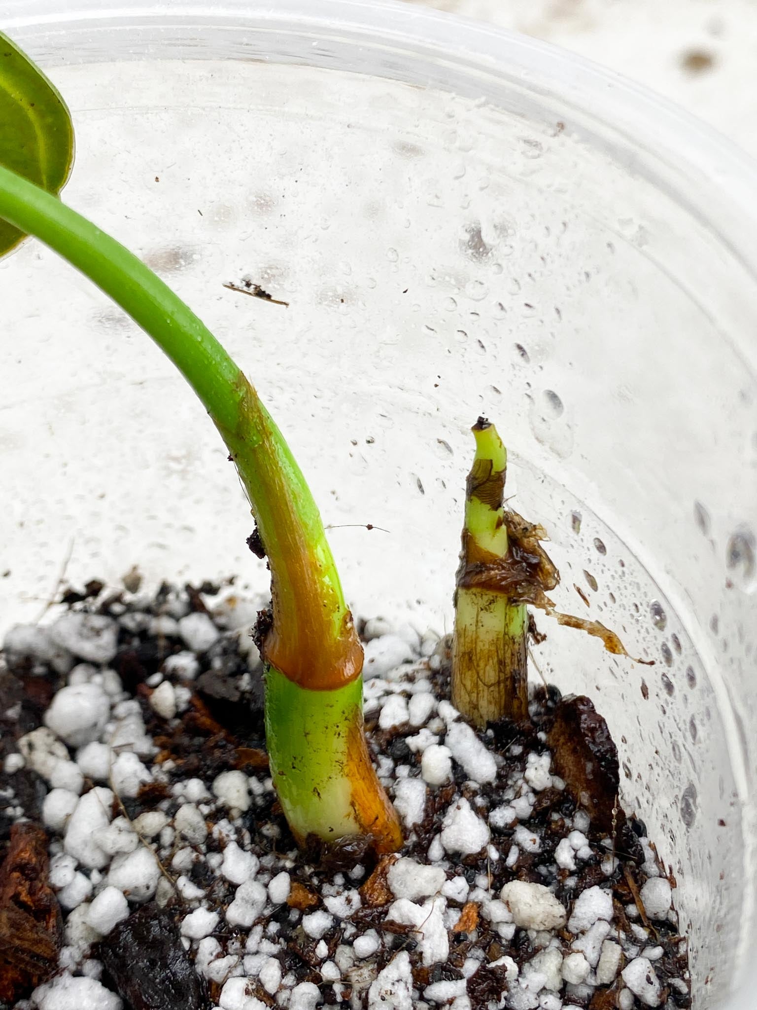 Philodendron Melanochrysum Variegated 1 Leaf 1 Node Rooted