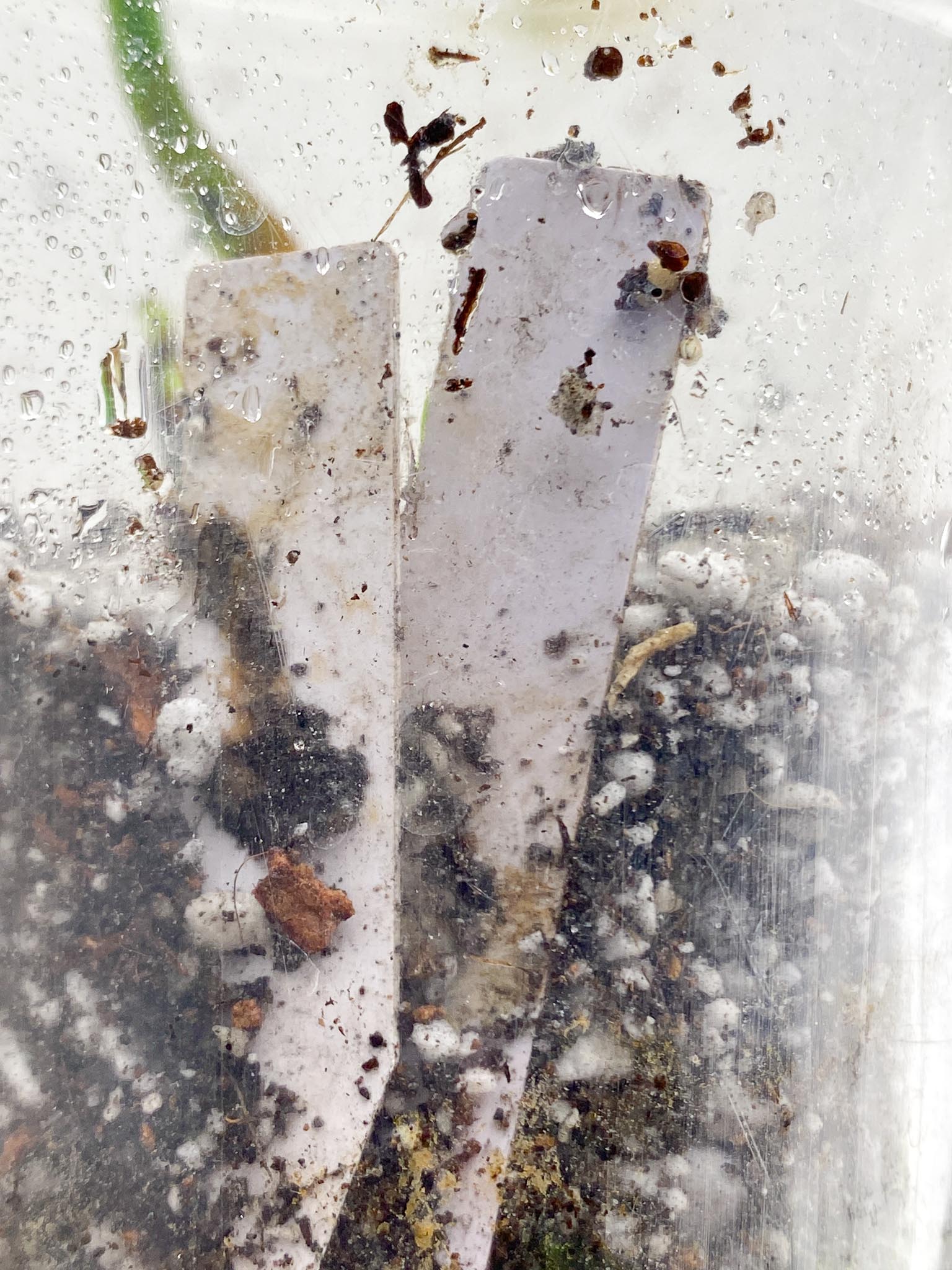 Philodendron Melanochrysum Variegated 1 Leaf 1 Node Rooted