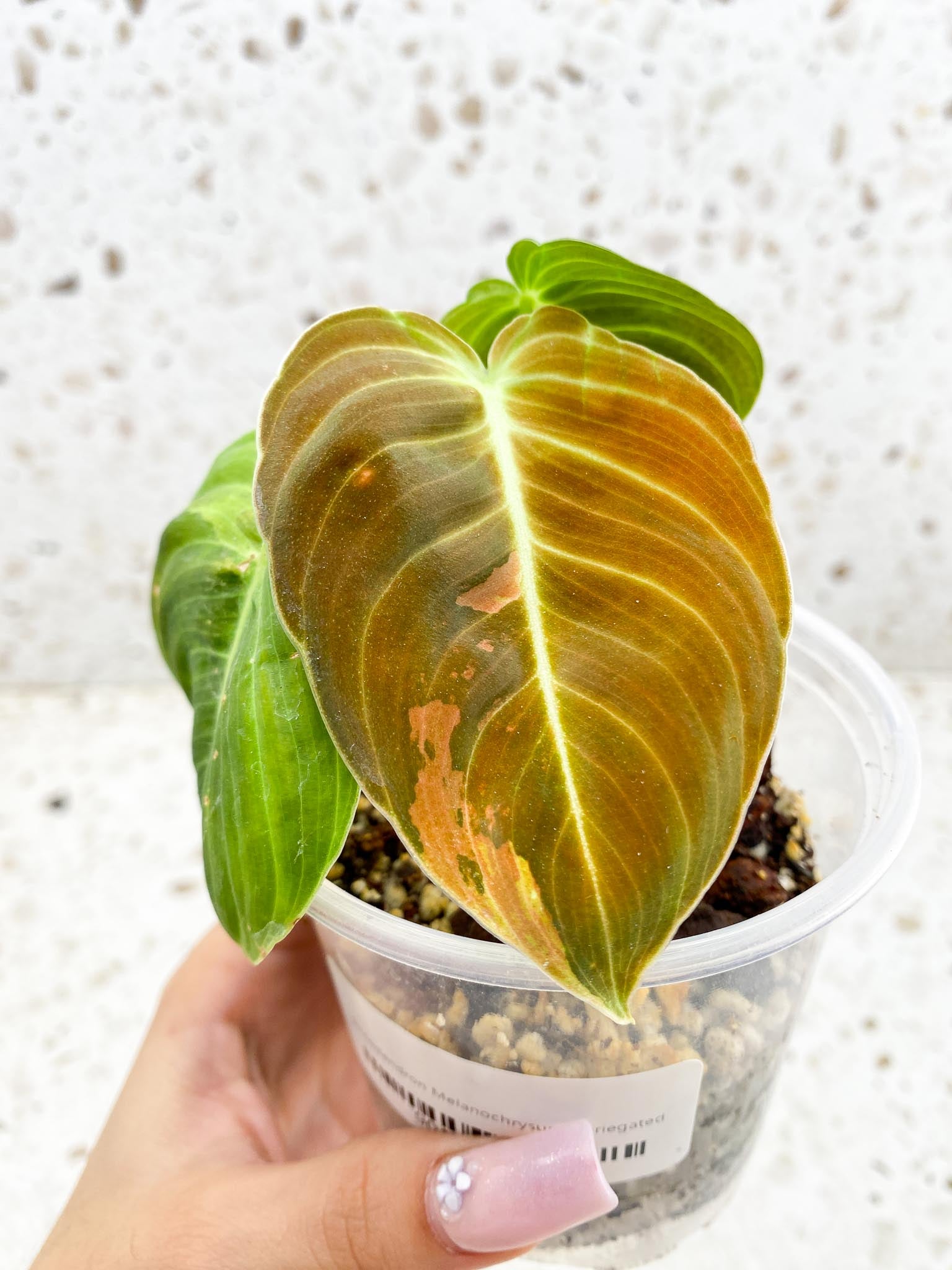 Philodendron Melanochrysum Variegated 3 Leaves 3 Nodes top cutting Rooted