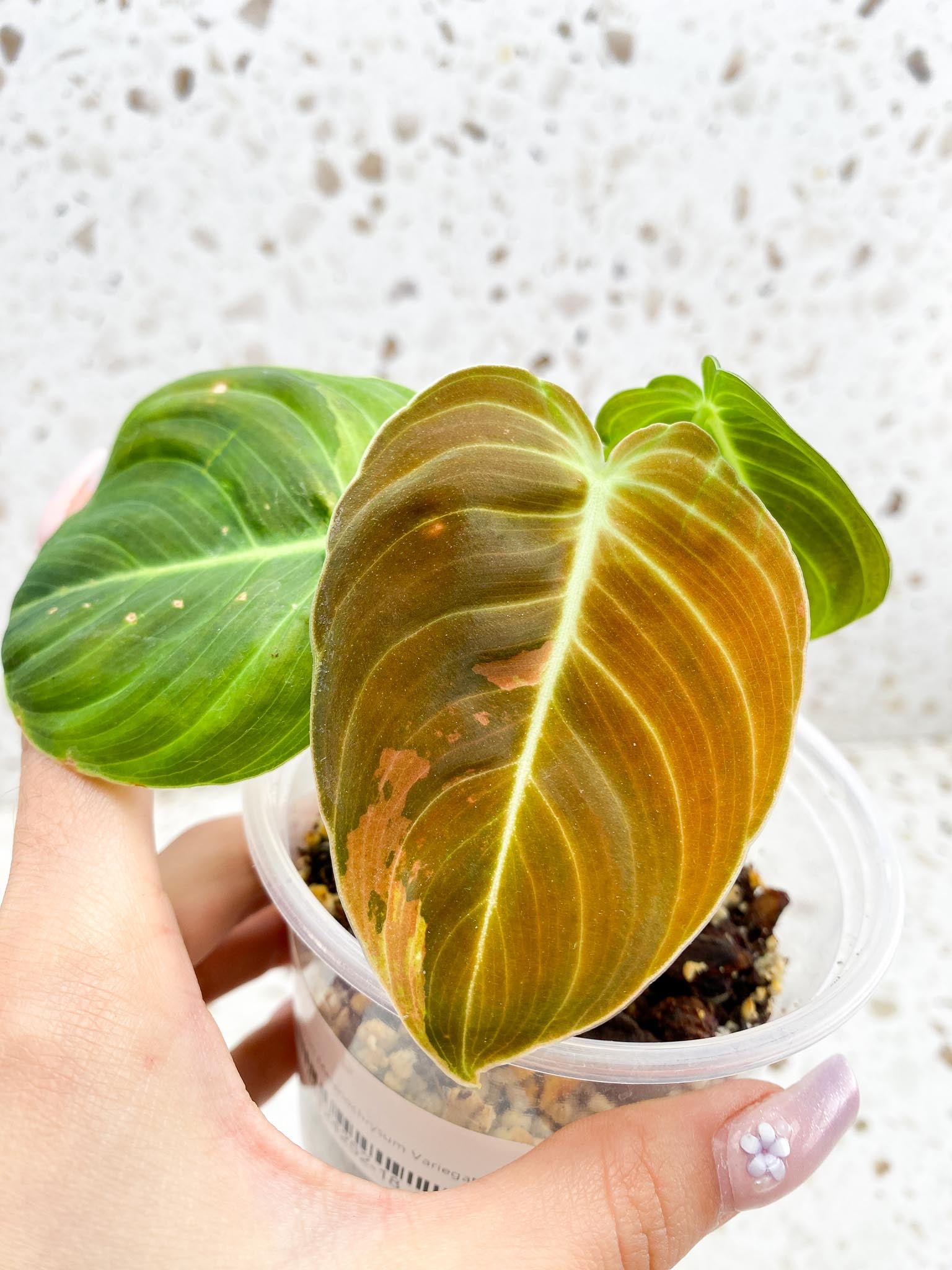 Philodendron Melanochrysum Variegated 3 Leaves 3 Nodes top cutting Rooted