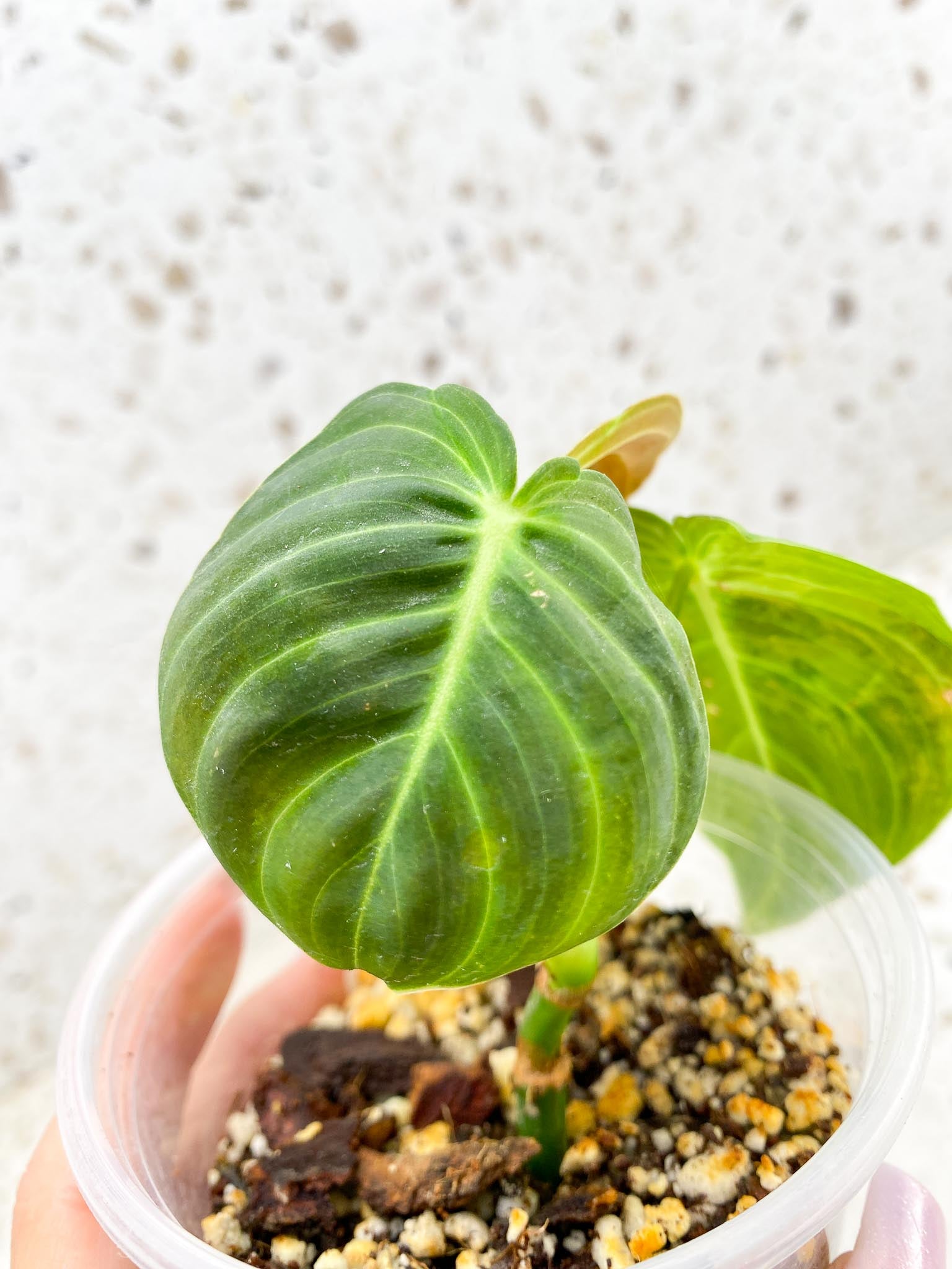 Philodendron Melanochrysum Variegated 3 Leaves 3 Nodes top cutting Rooted